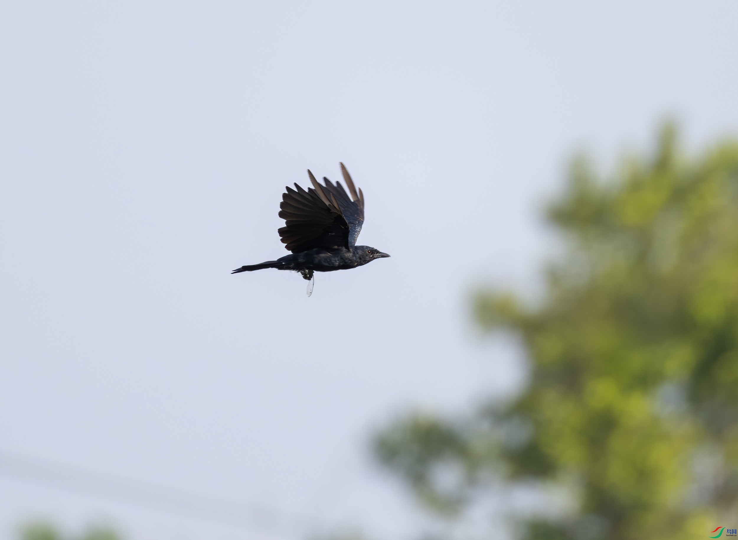 G47A1436-����ǿ-NR ����.jpg