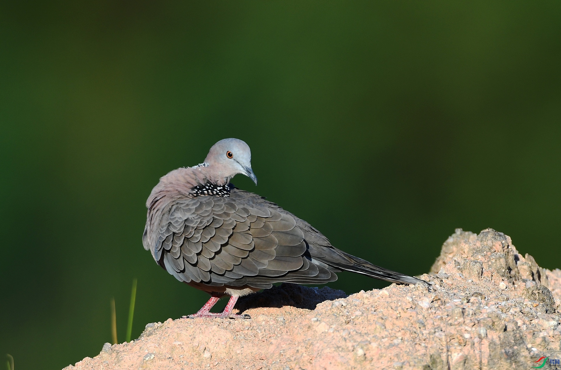 DSC_4351.jpg
