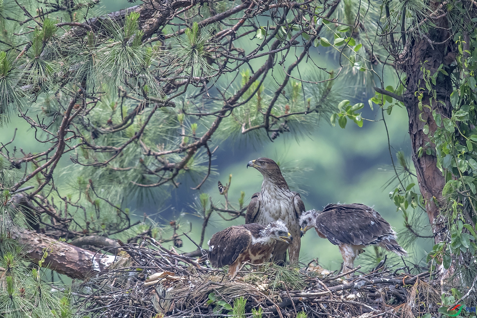 DSC_0720a.jpg