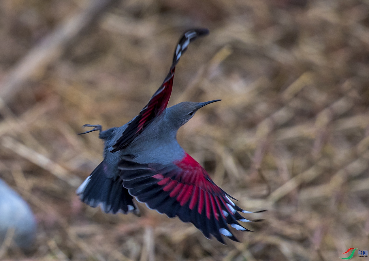 DSC_4017a.jpg