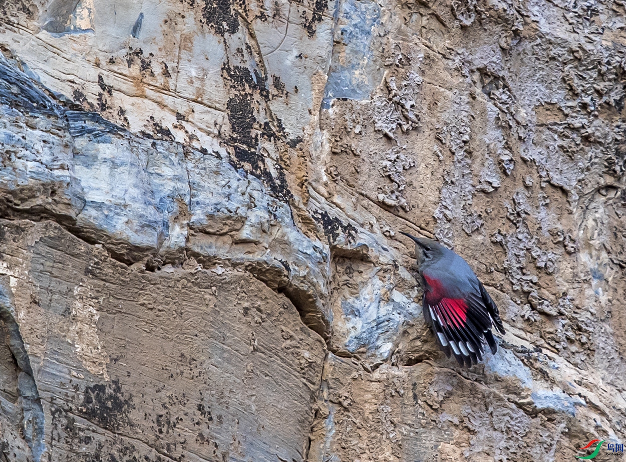 DSC_4425a.jpg