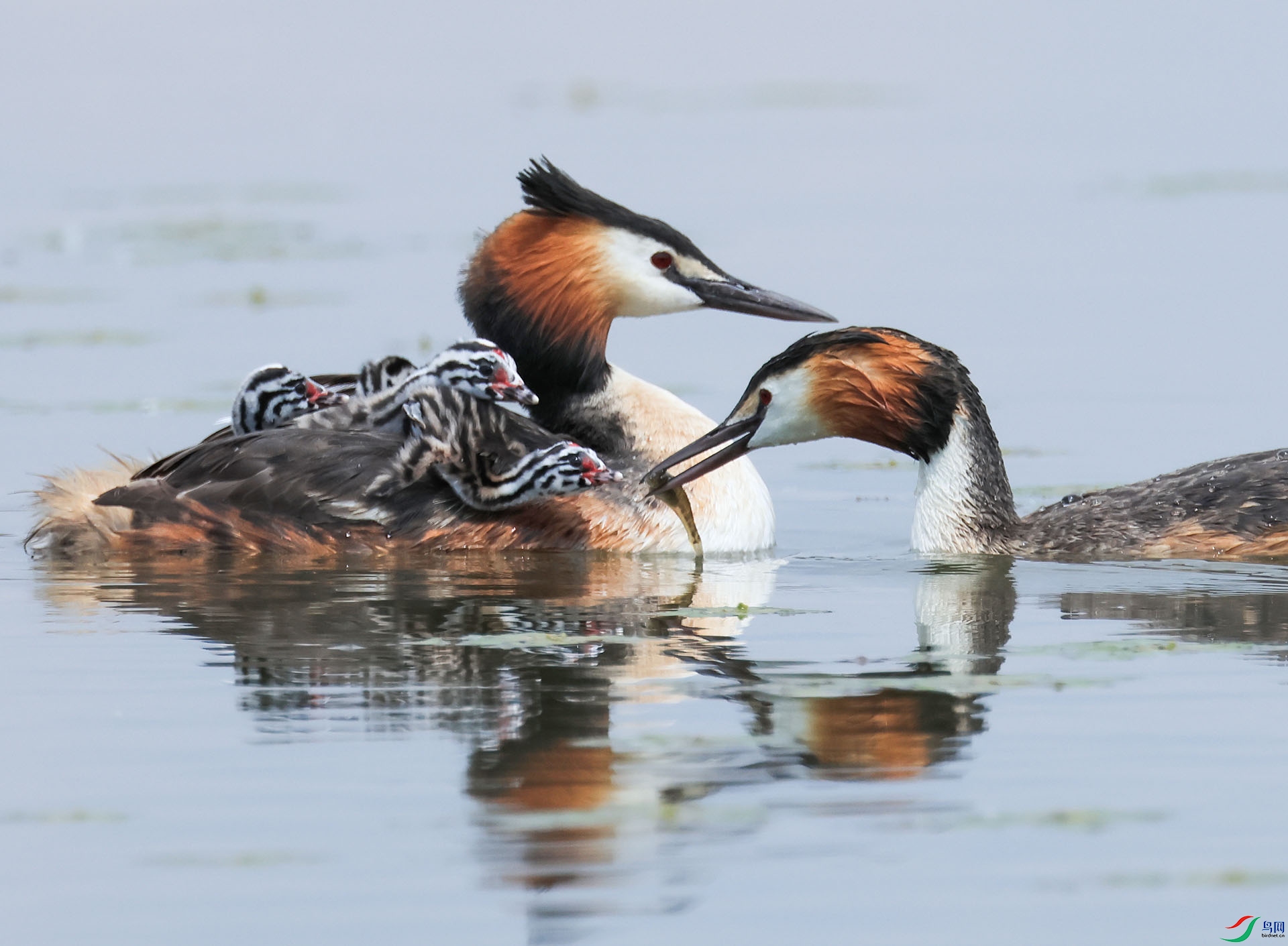 ������ɽ ĸ��ȪE8A2031----333.jpg