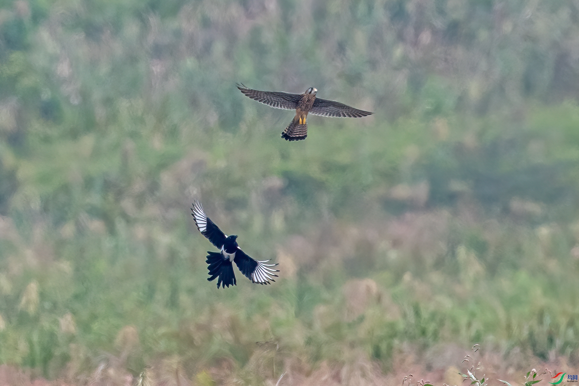 DSC_9966-11.jpg