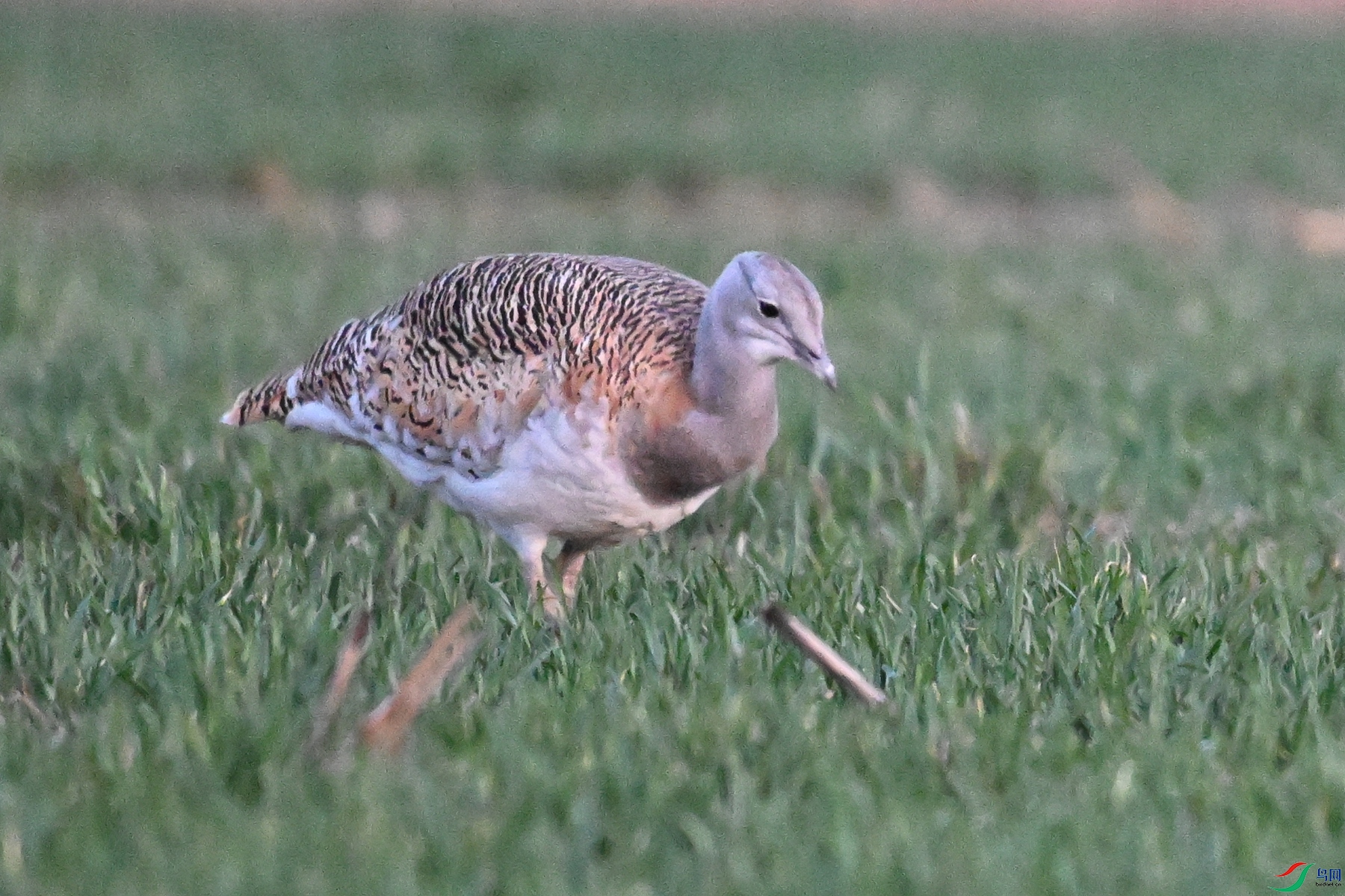 DSC_1949.JPG
