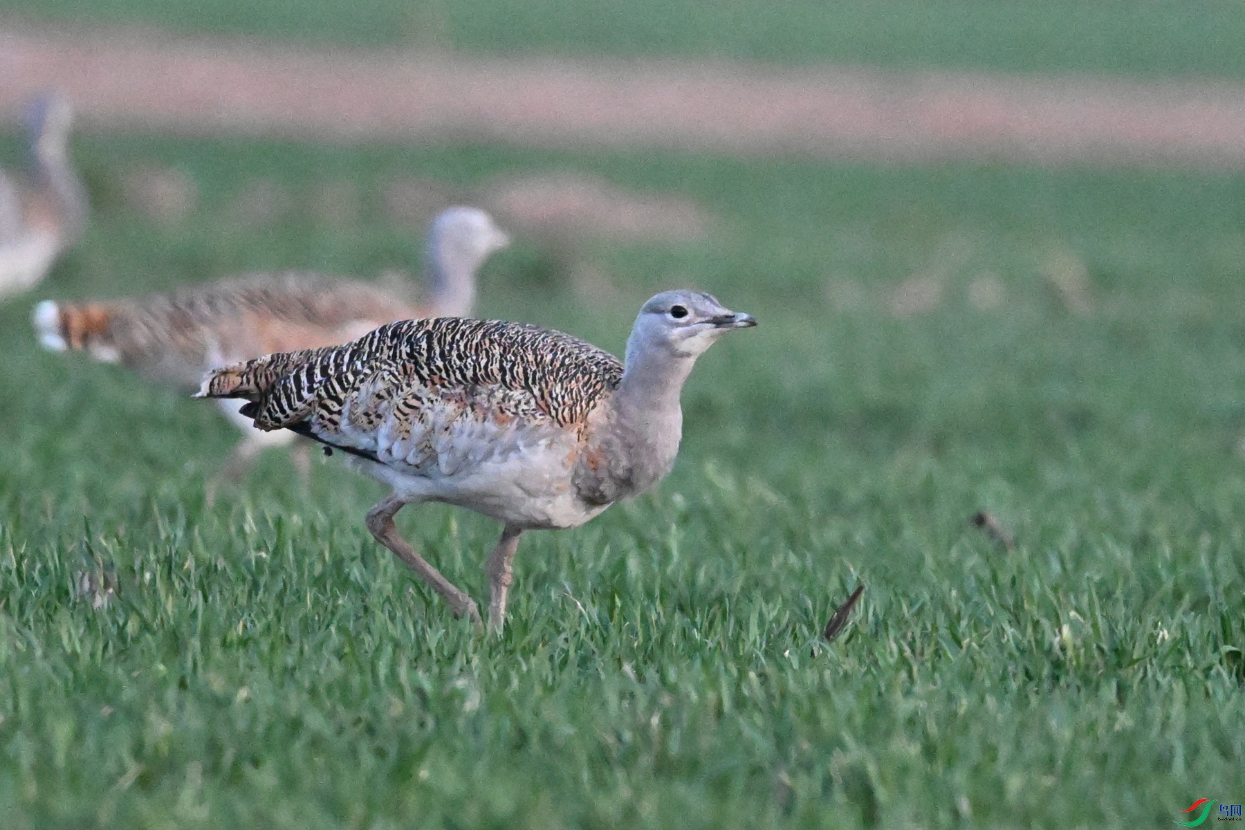 DSC_1953.JPG