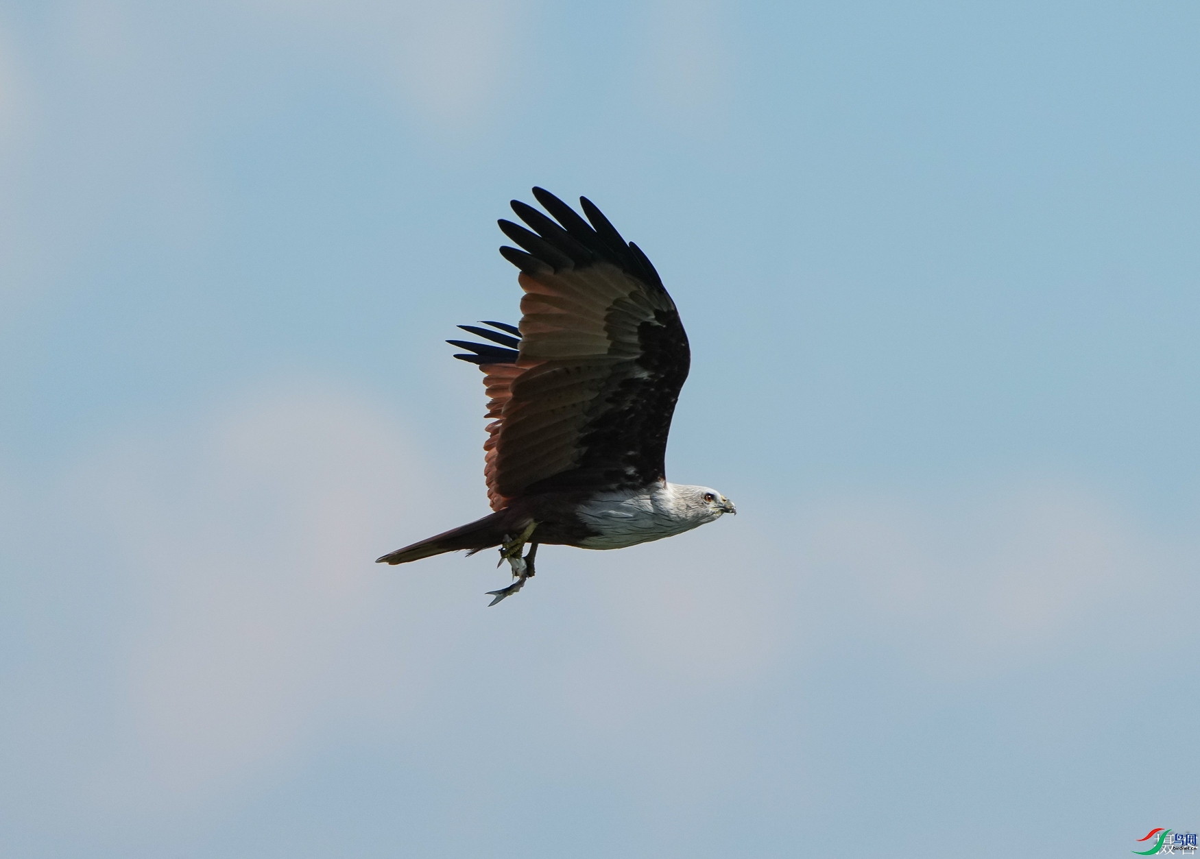 DSC09808-1.jpg