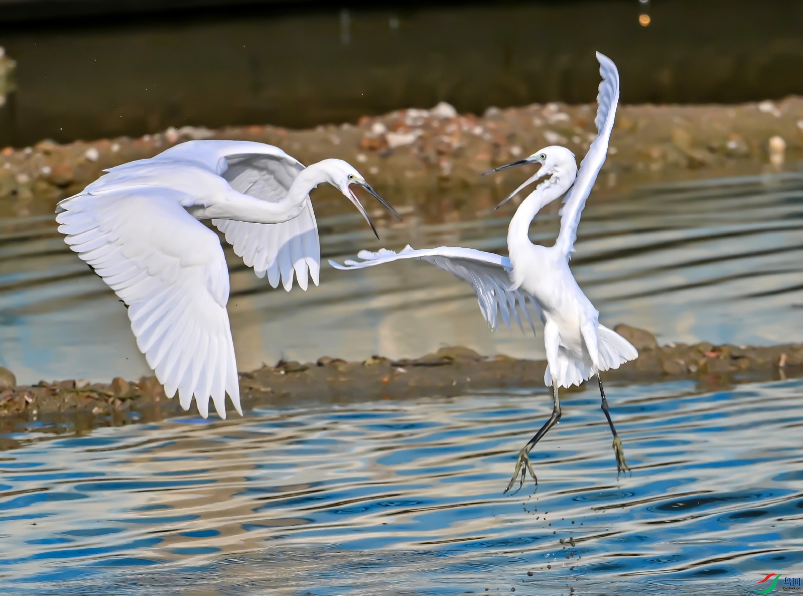 DSC_9938---_conew1.jpg