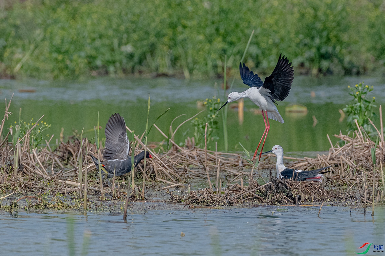 DSC_6216.jpg