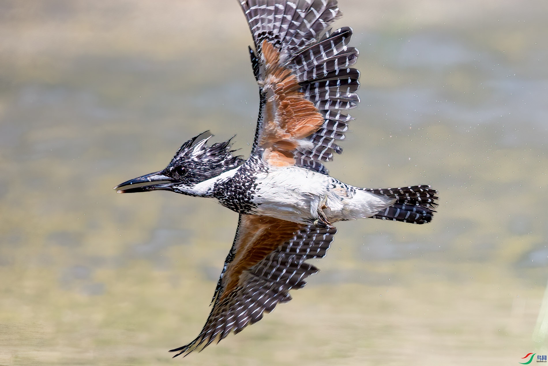 AQ4P1169-1.jpg