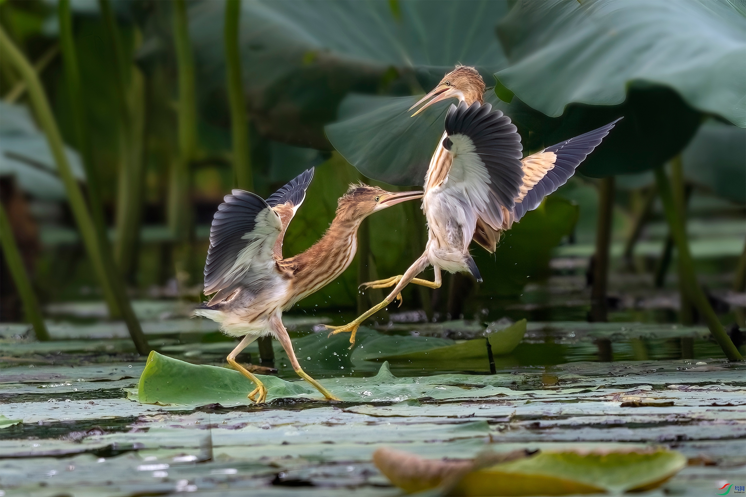 _DSC9512 ����_����.jpg