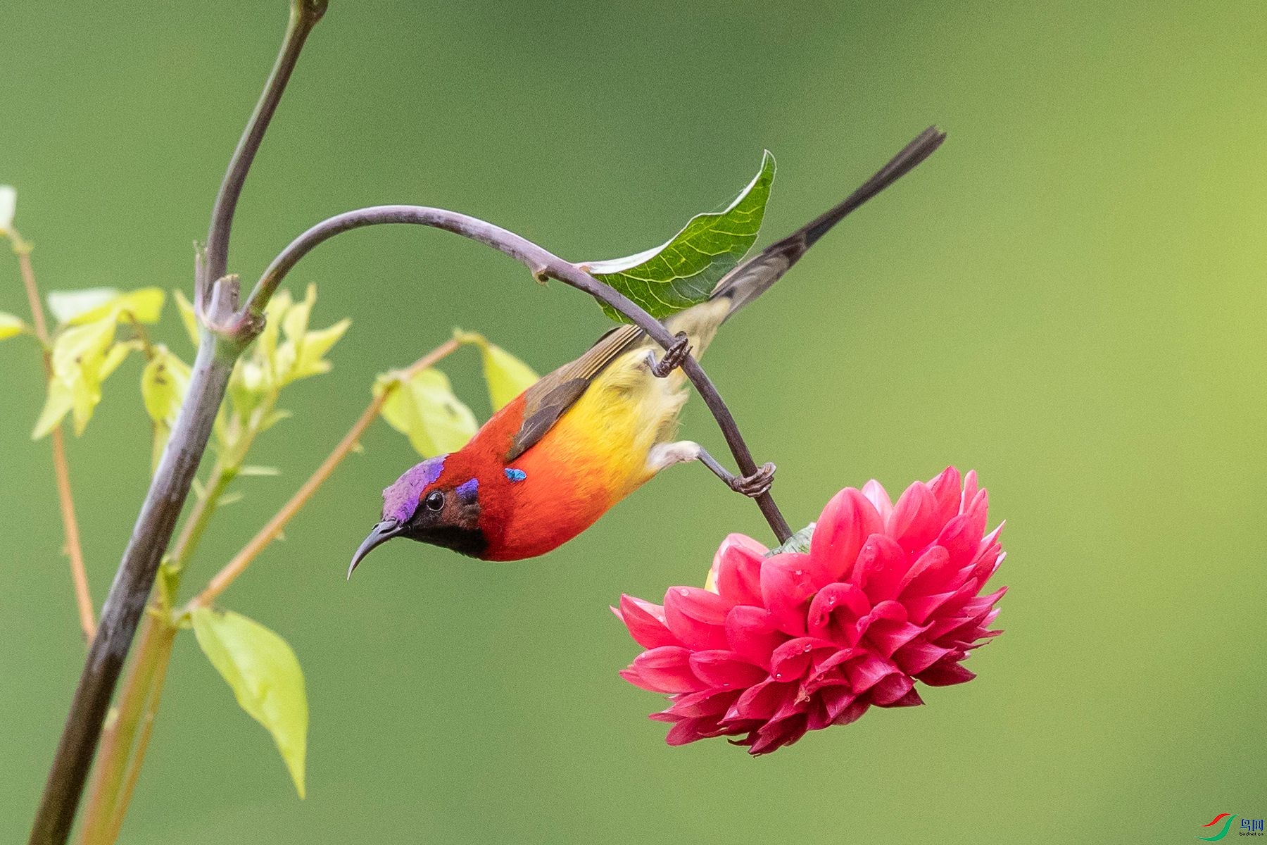 ����̫����