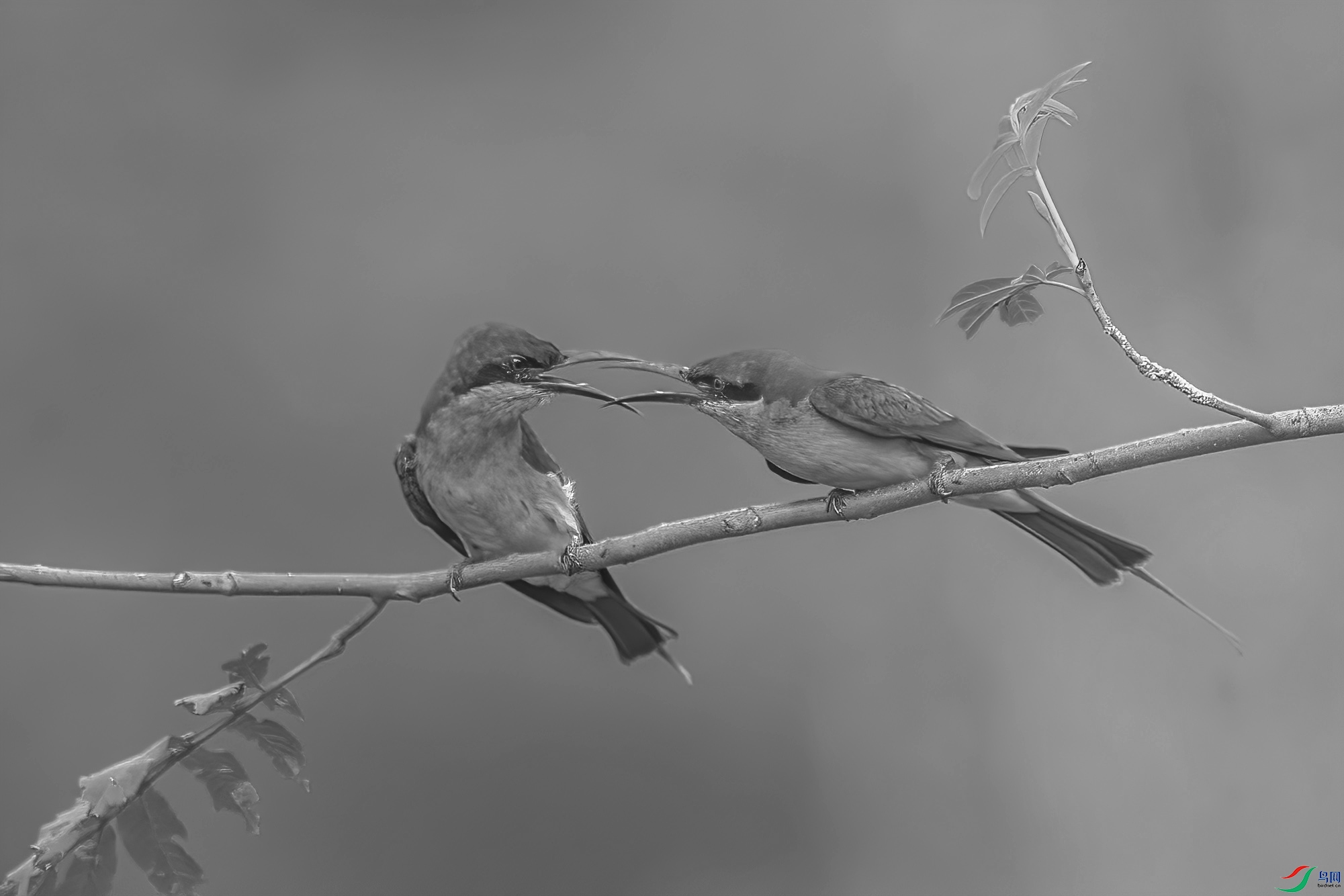 C09R3674 ����.jpg