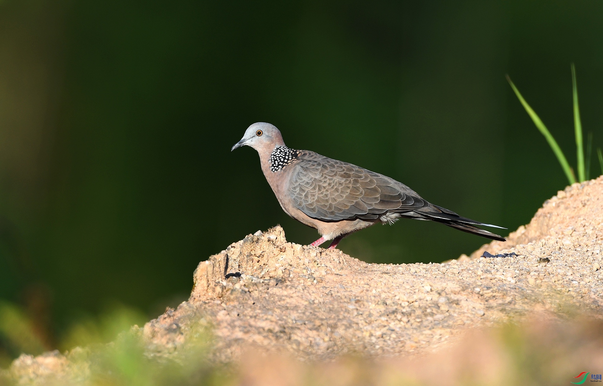 DSC_4357.jpg