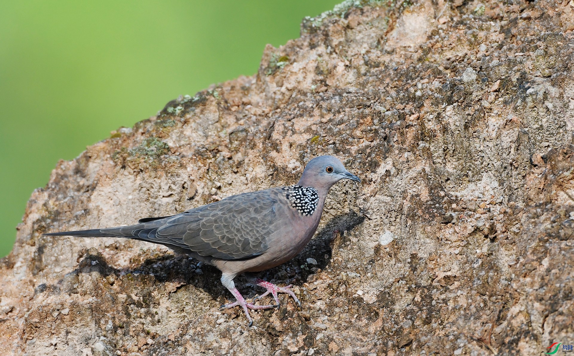 DSC_2049.jpg