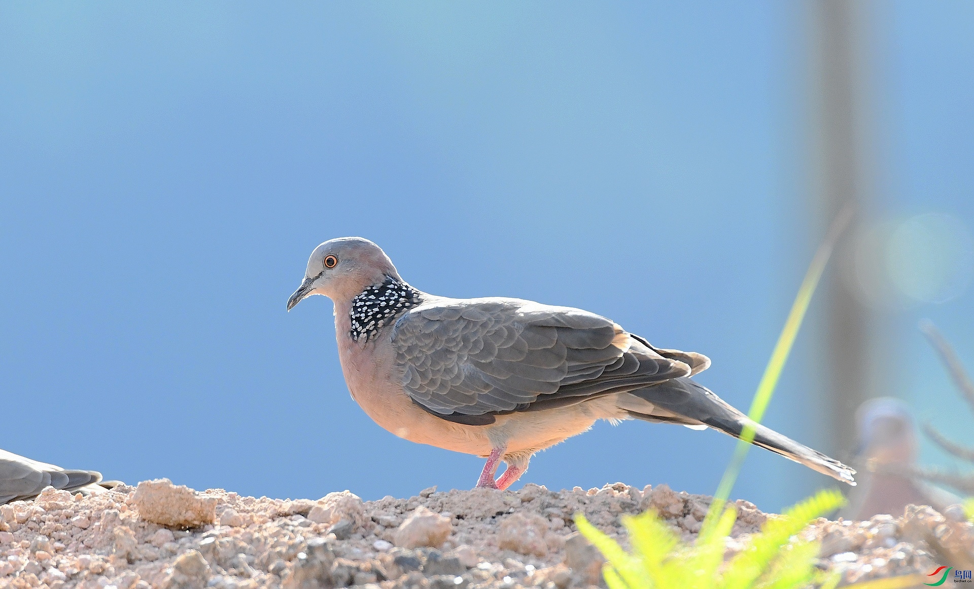 DSC_4824.jpg