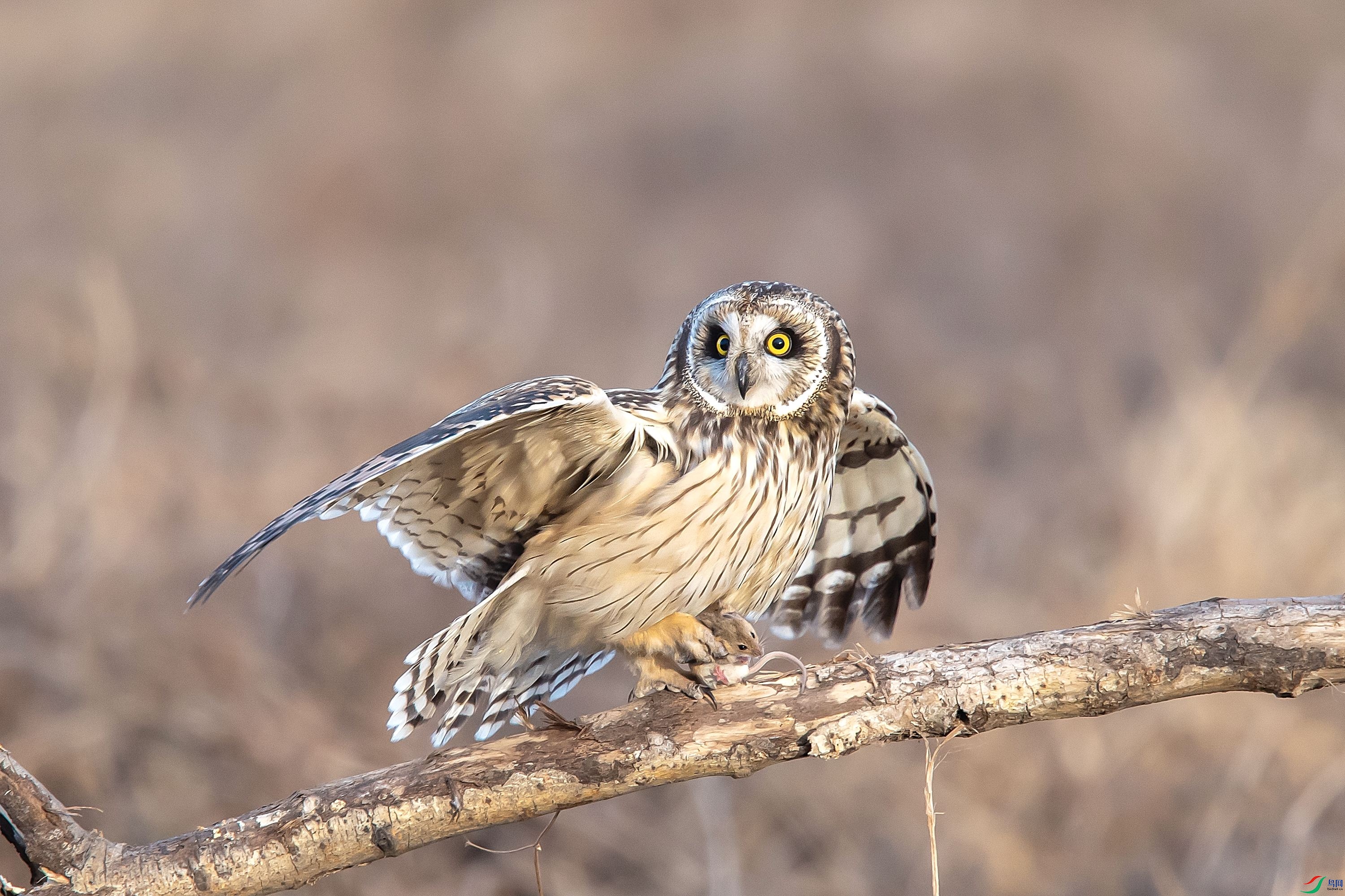 DSC_5388f.jpg