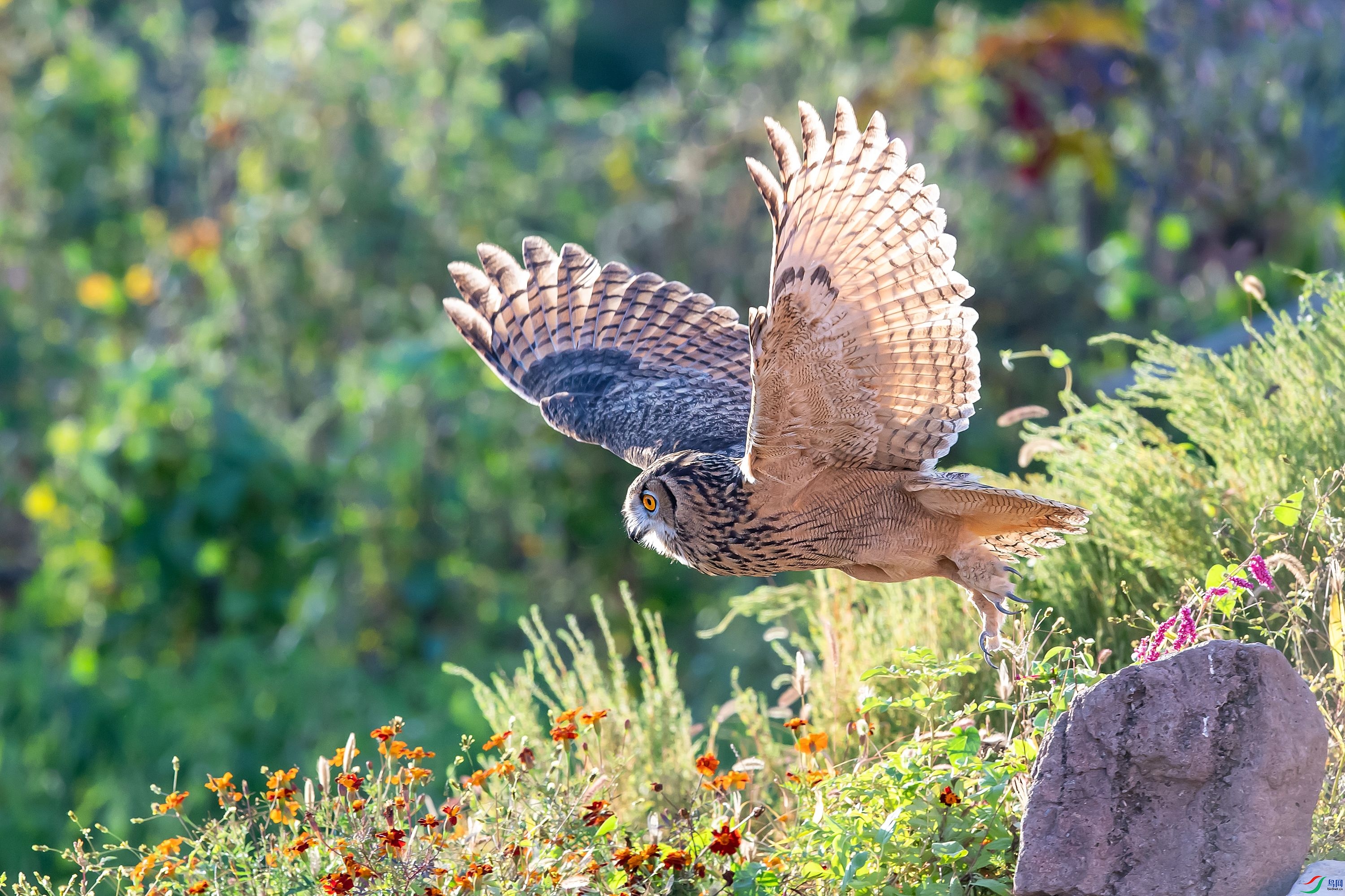 DSC_5436f.jpg
