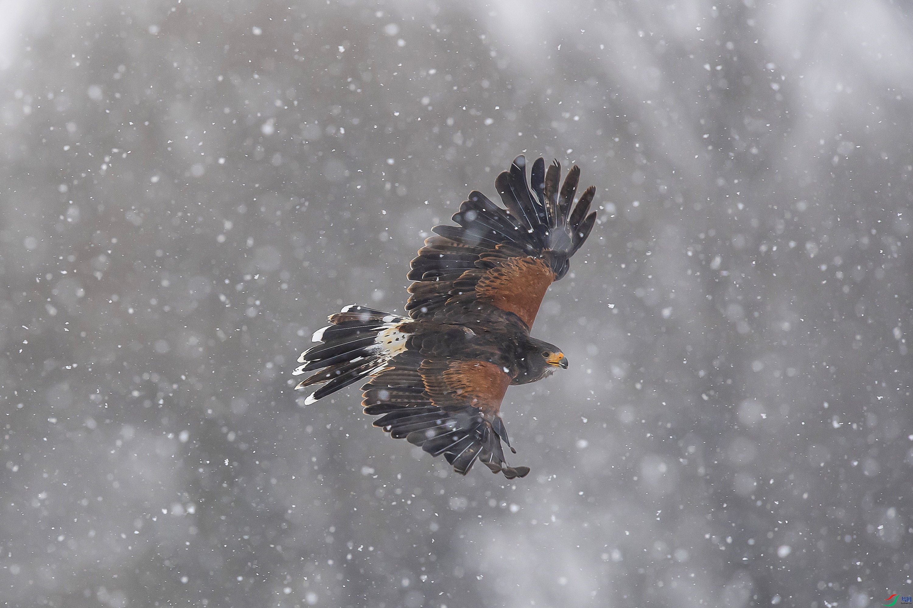 DSC_5970f.jpg