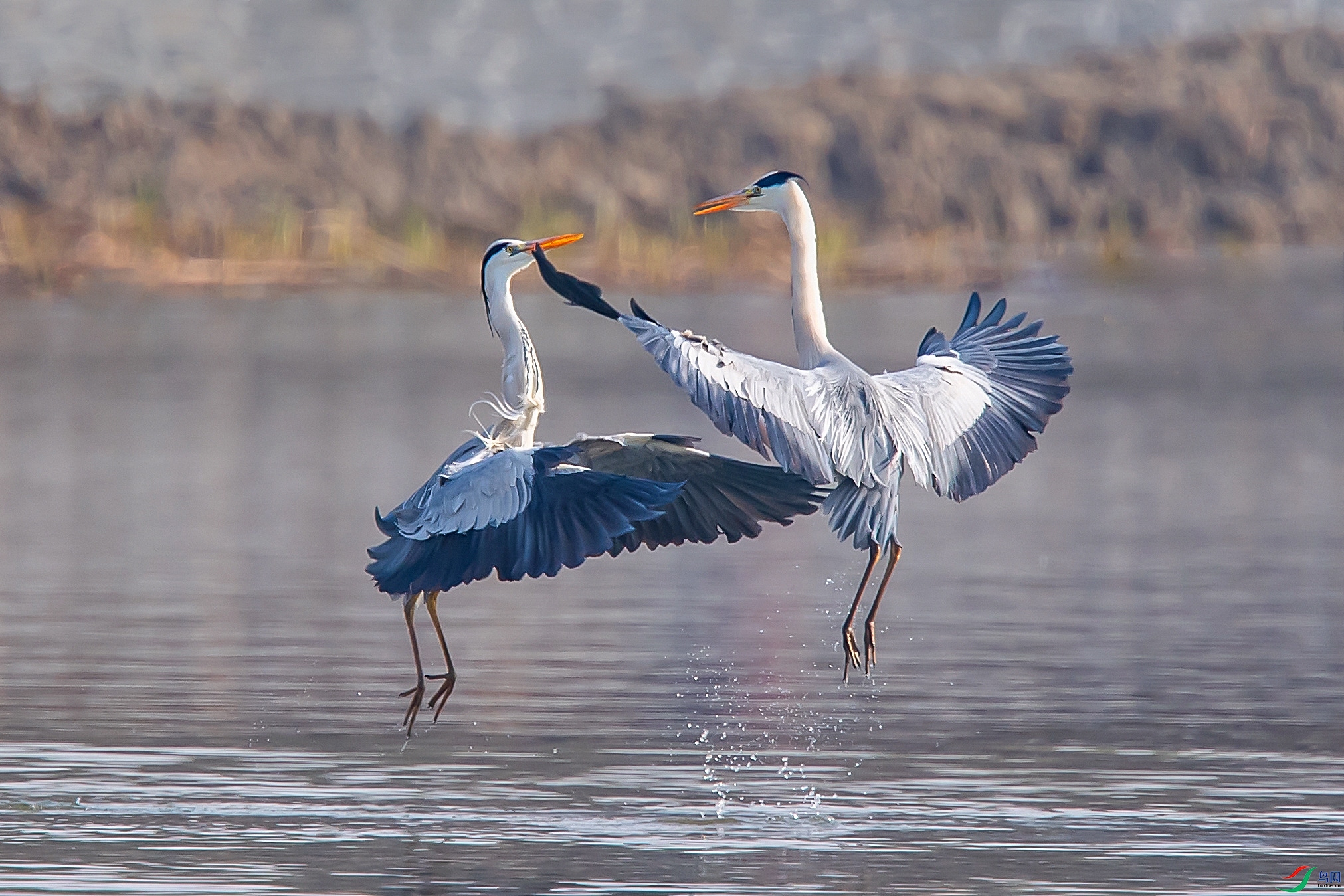 DSC_9037f.jpg