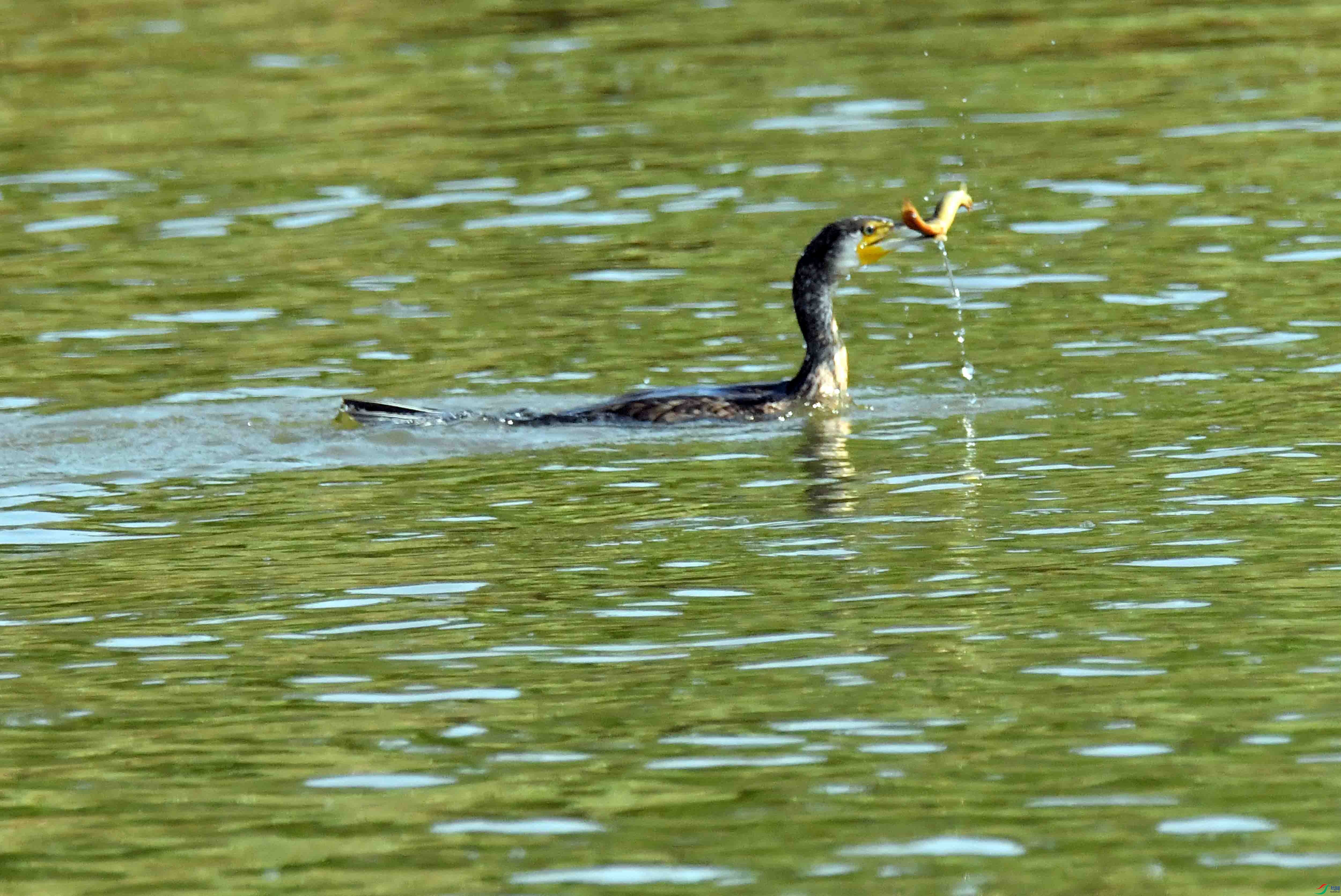 DSC_1236.JPG