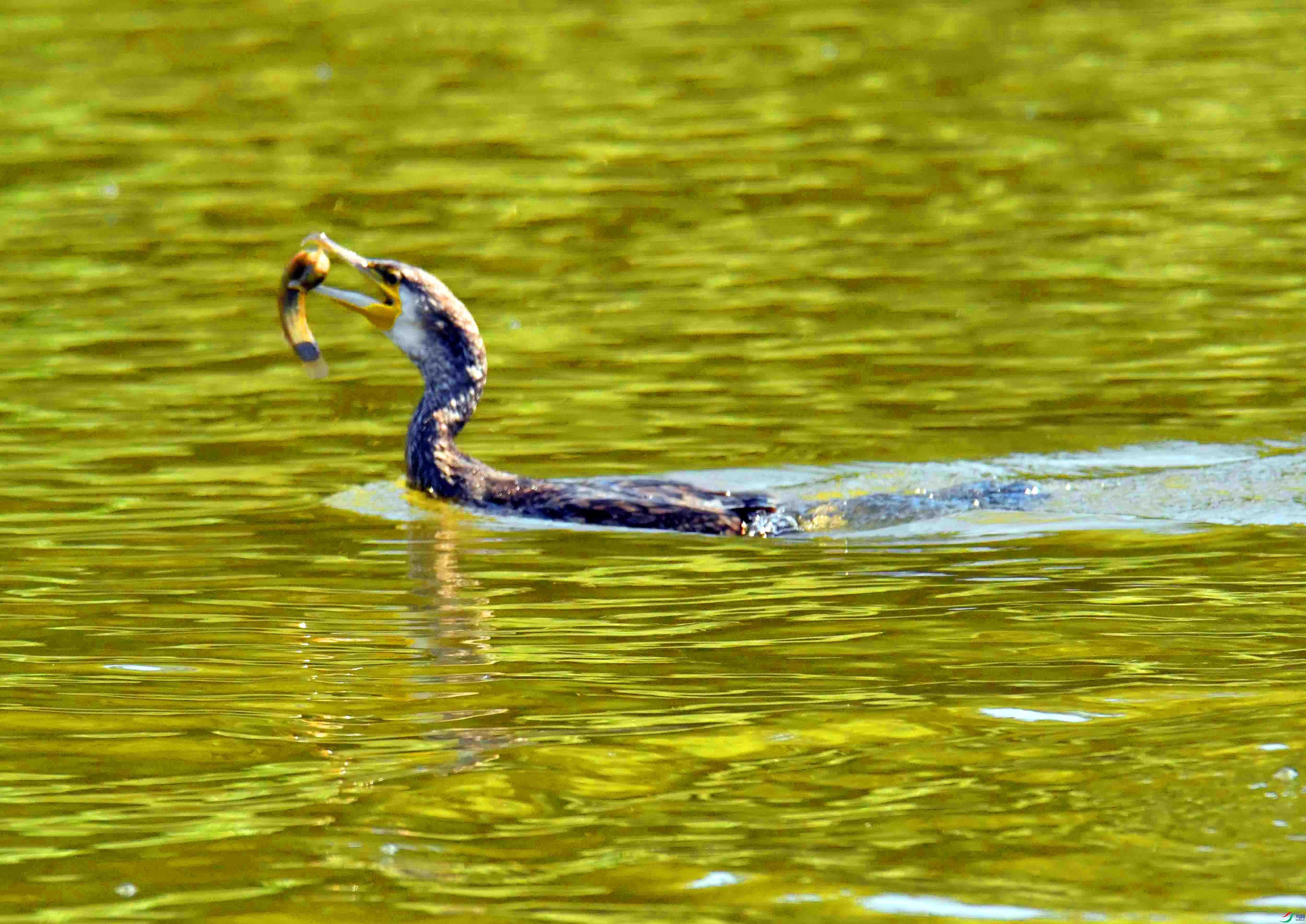DSC_1342.JPG