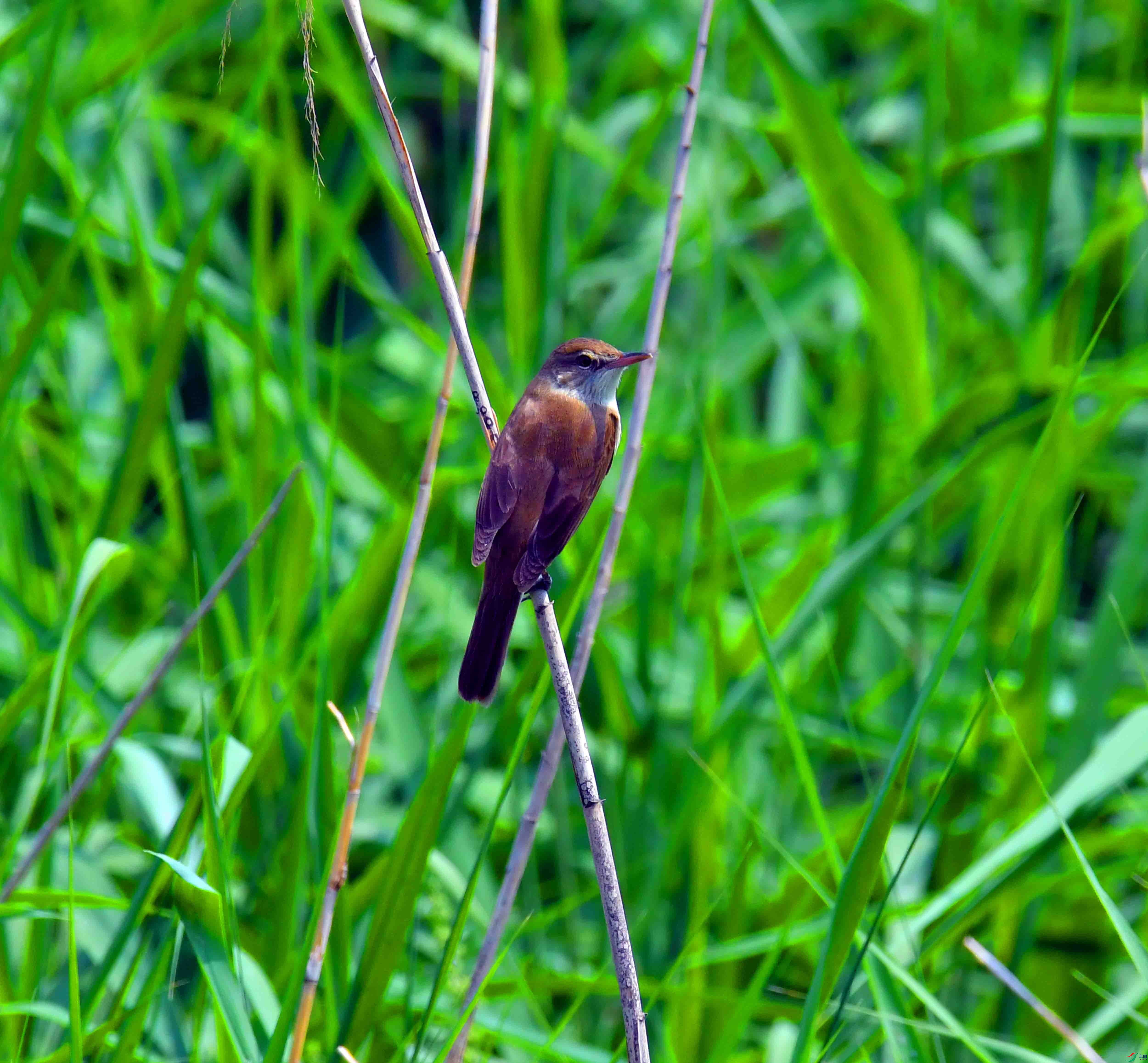 DSC_4212.JPG