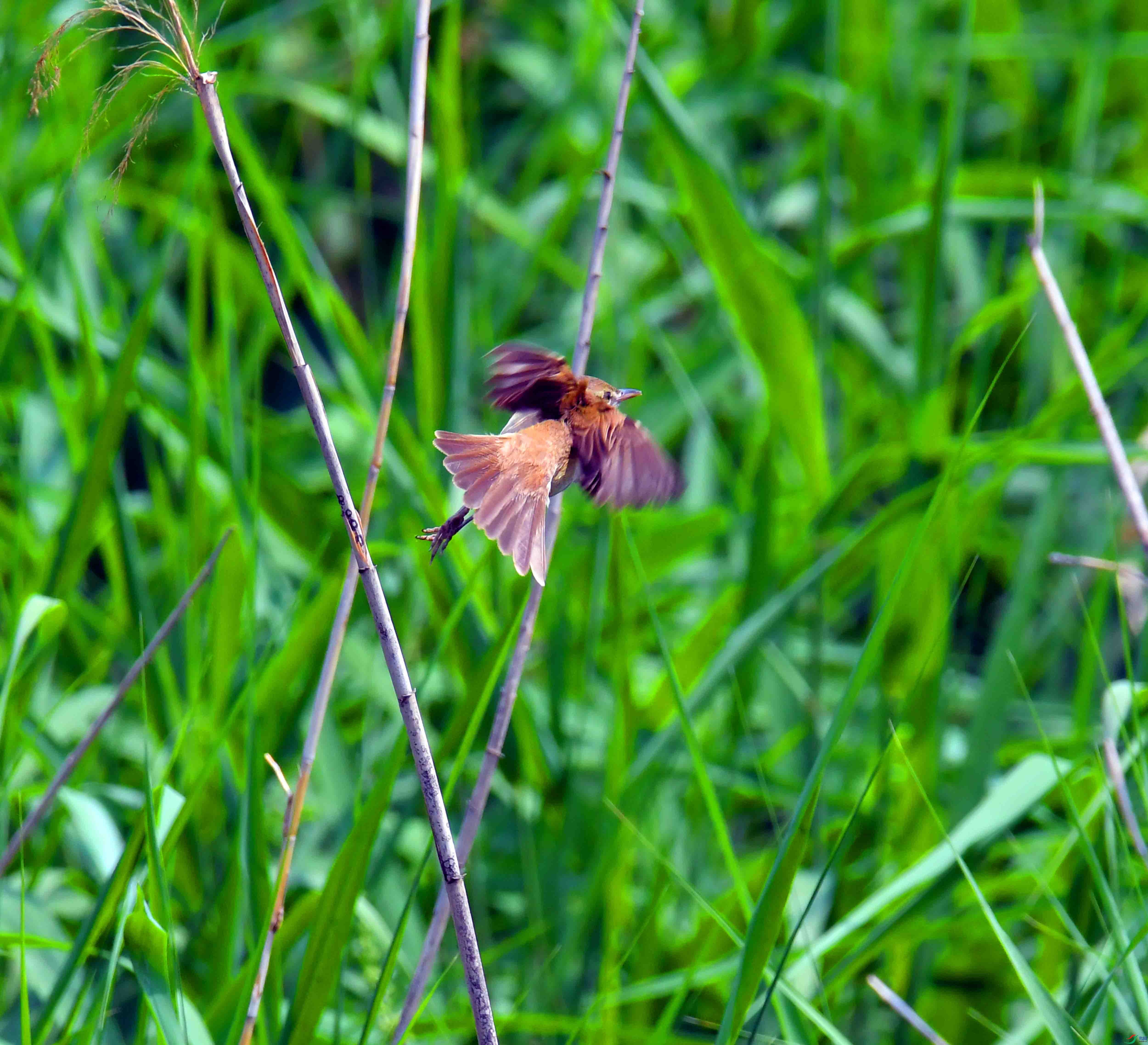 DSC_4218.JPG