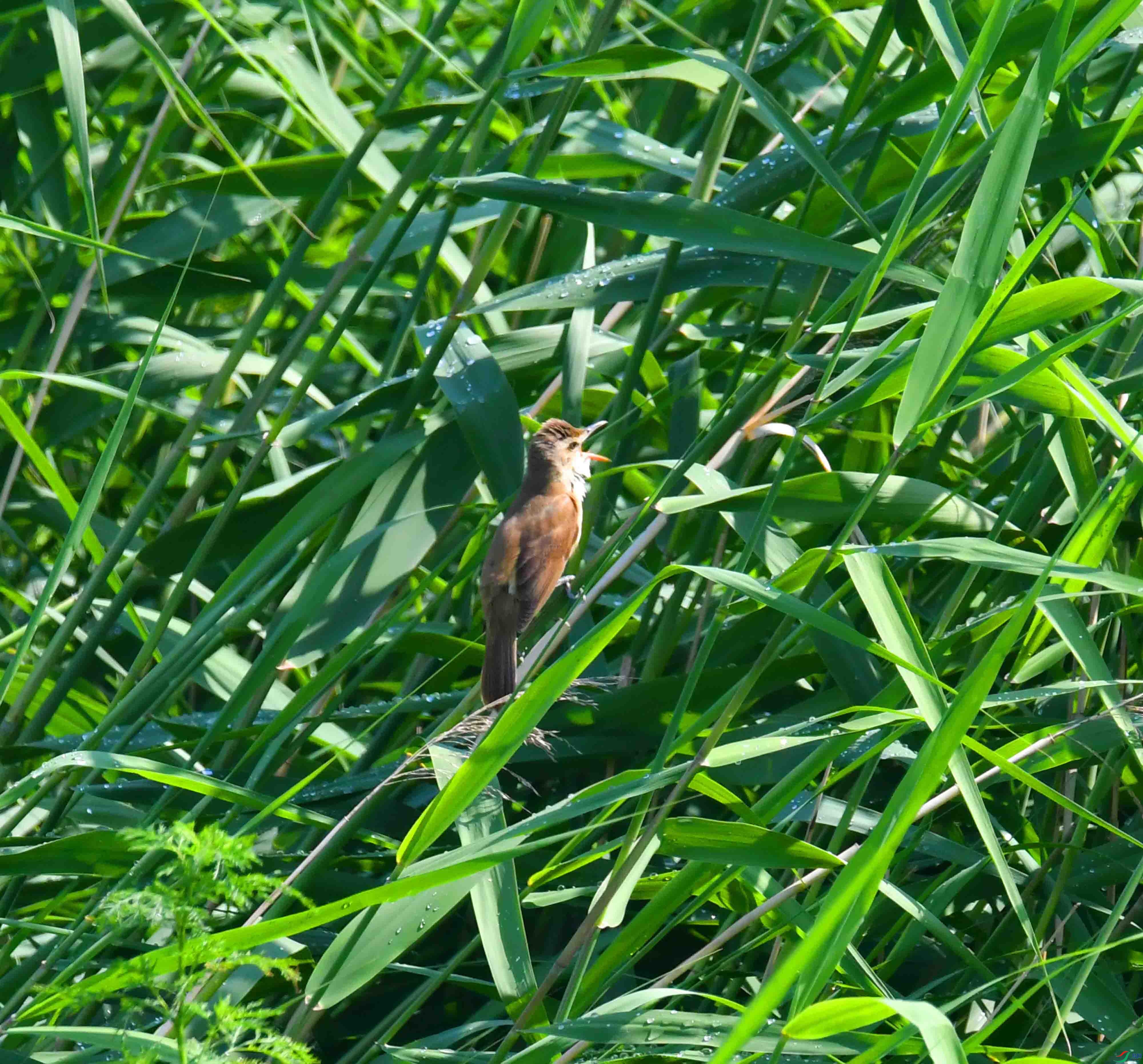 DSC_5778.JPG