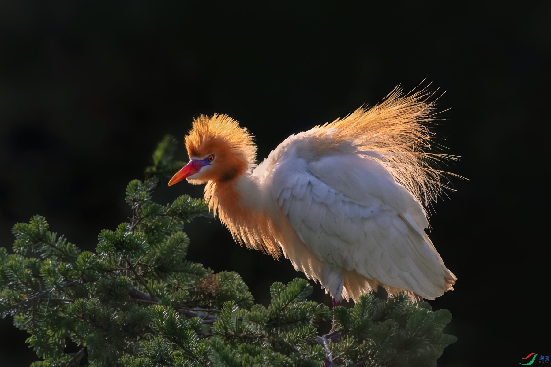 ţ����----���ư����ɼ��