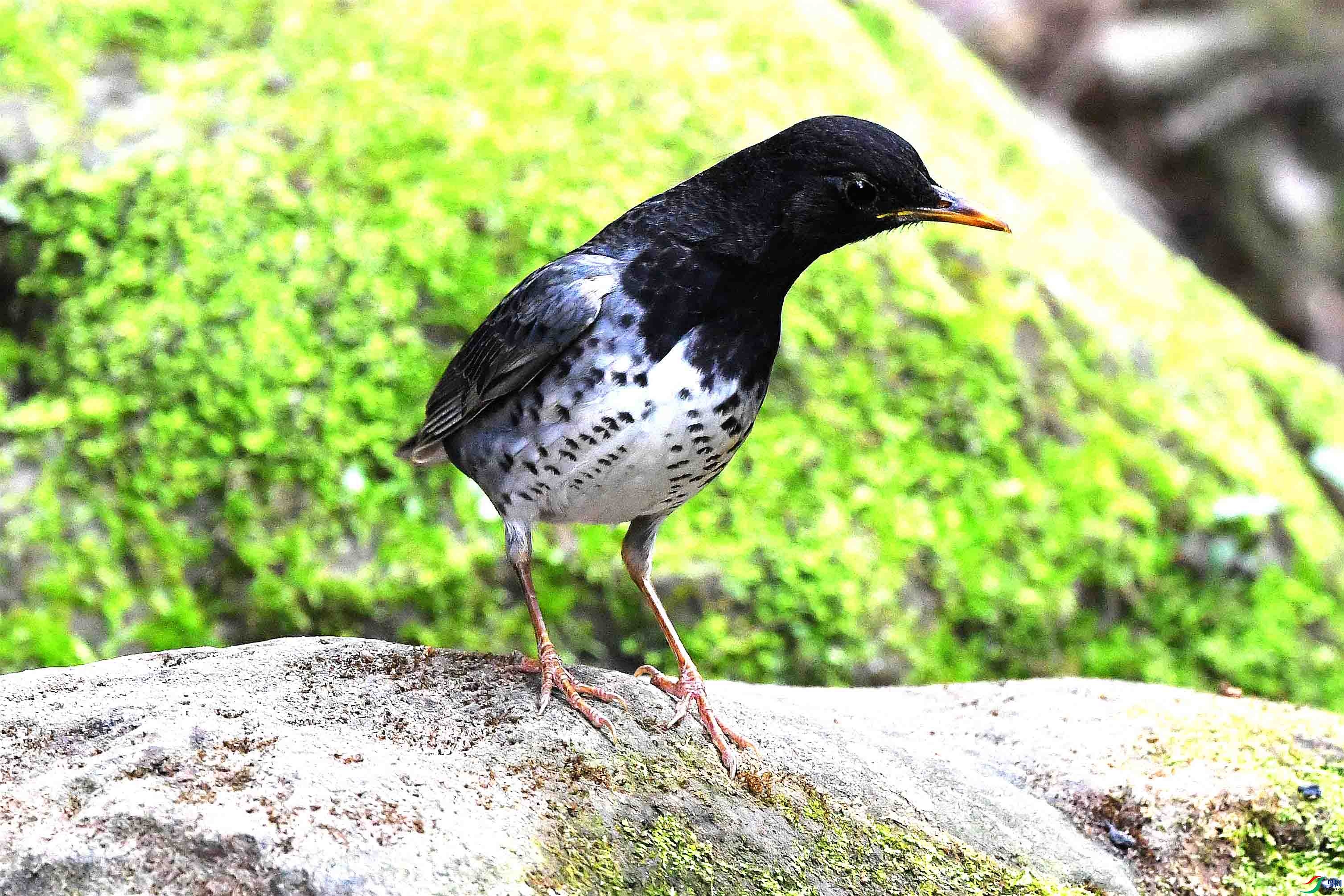 DSC_3635_����.jpg