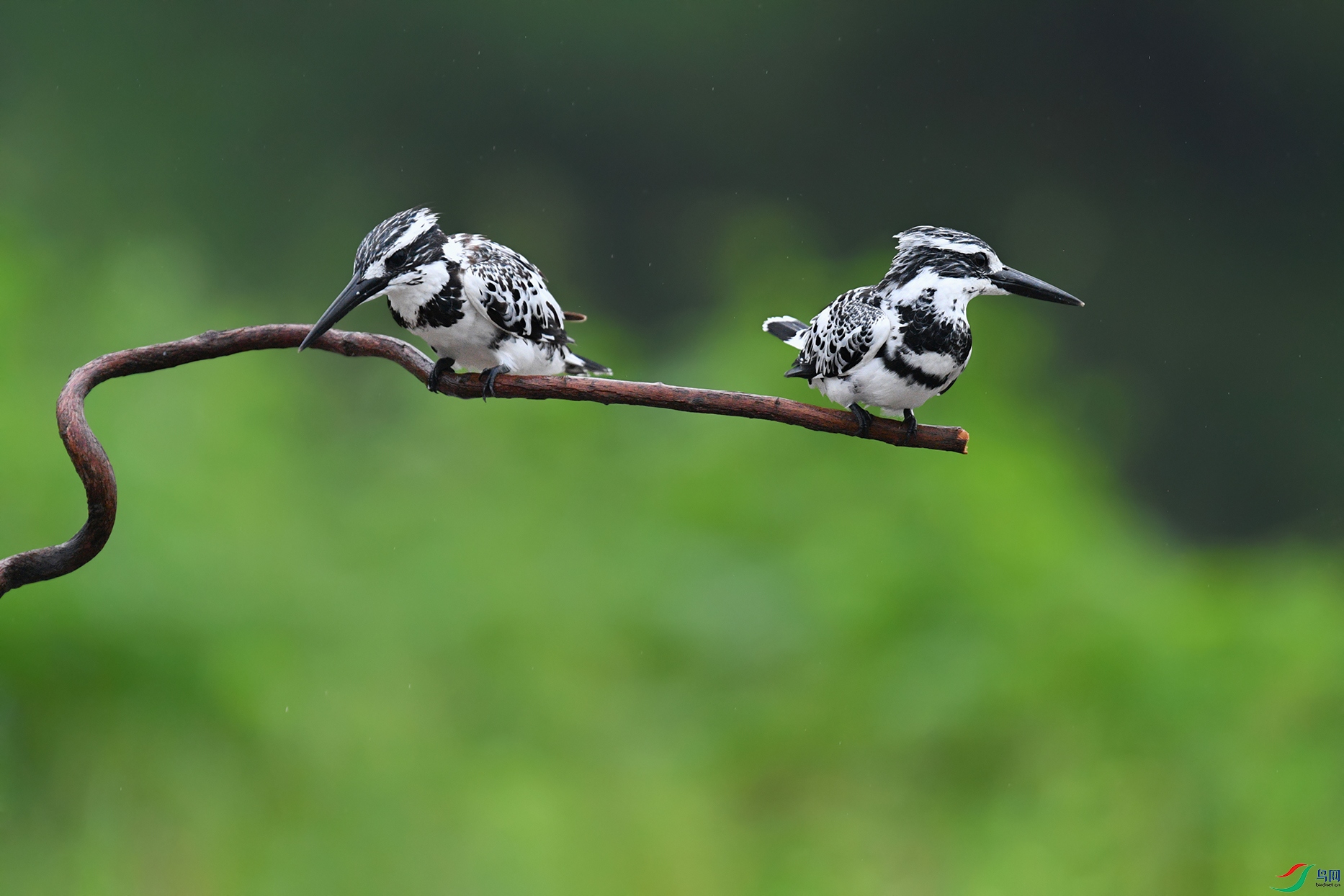 DSC_4911_DxOa.jpg