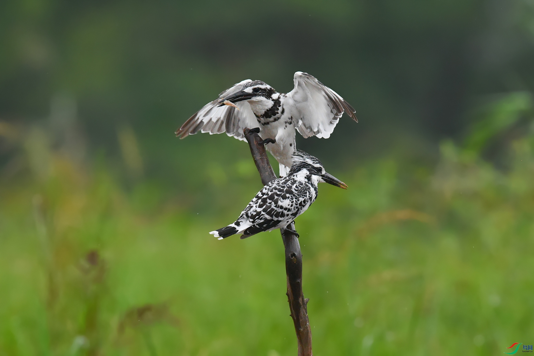 4DSC_3231_DxOa.jpg