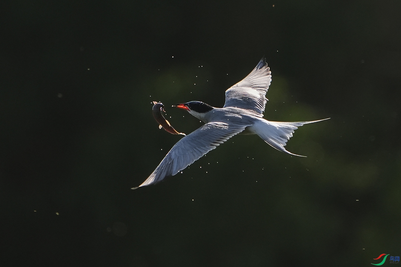 DSC07832 ����.jpg