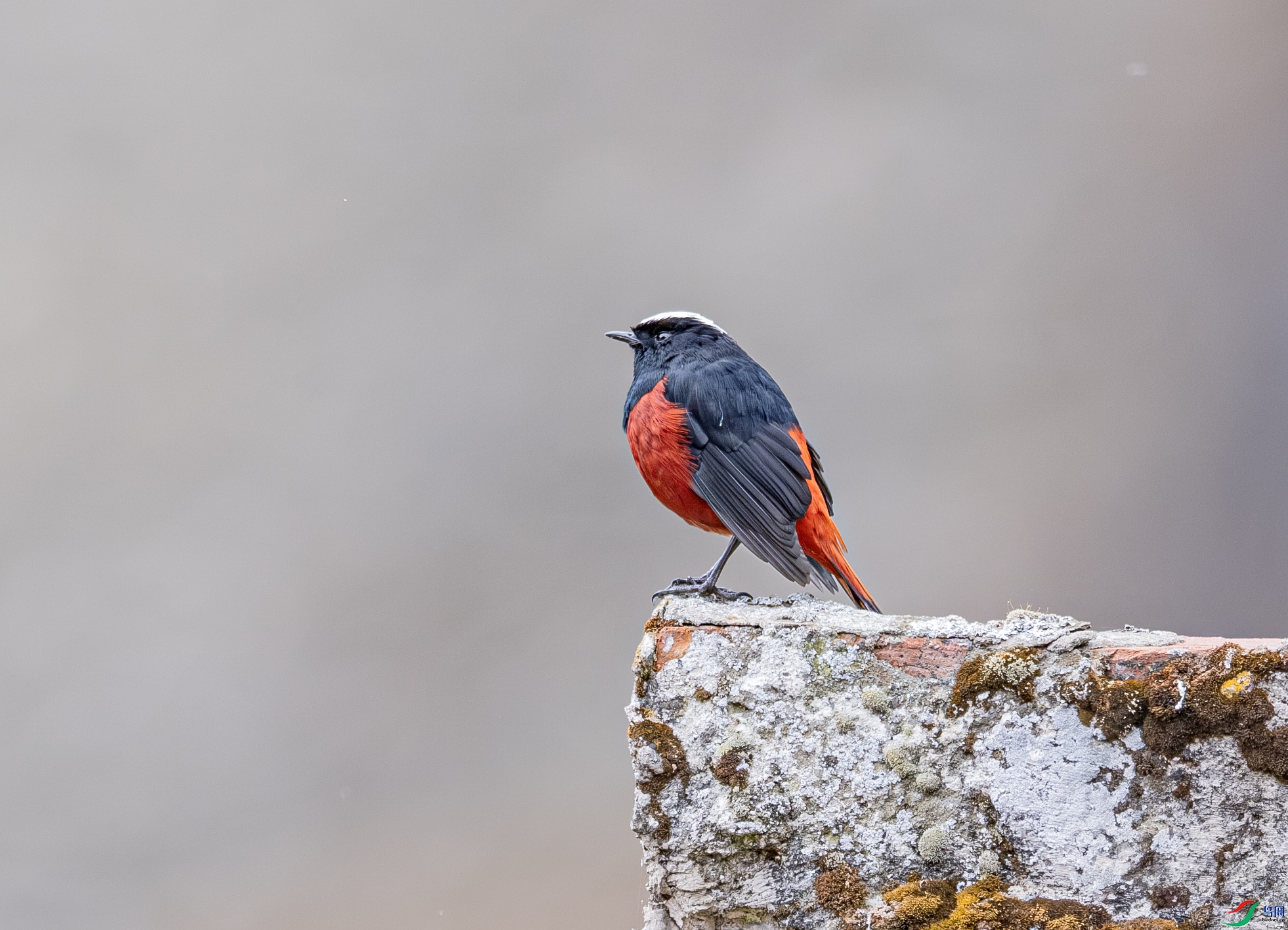 DSCF5518-����ǿ-NR ����.jpg