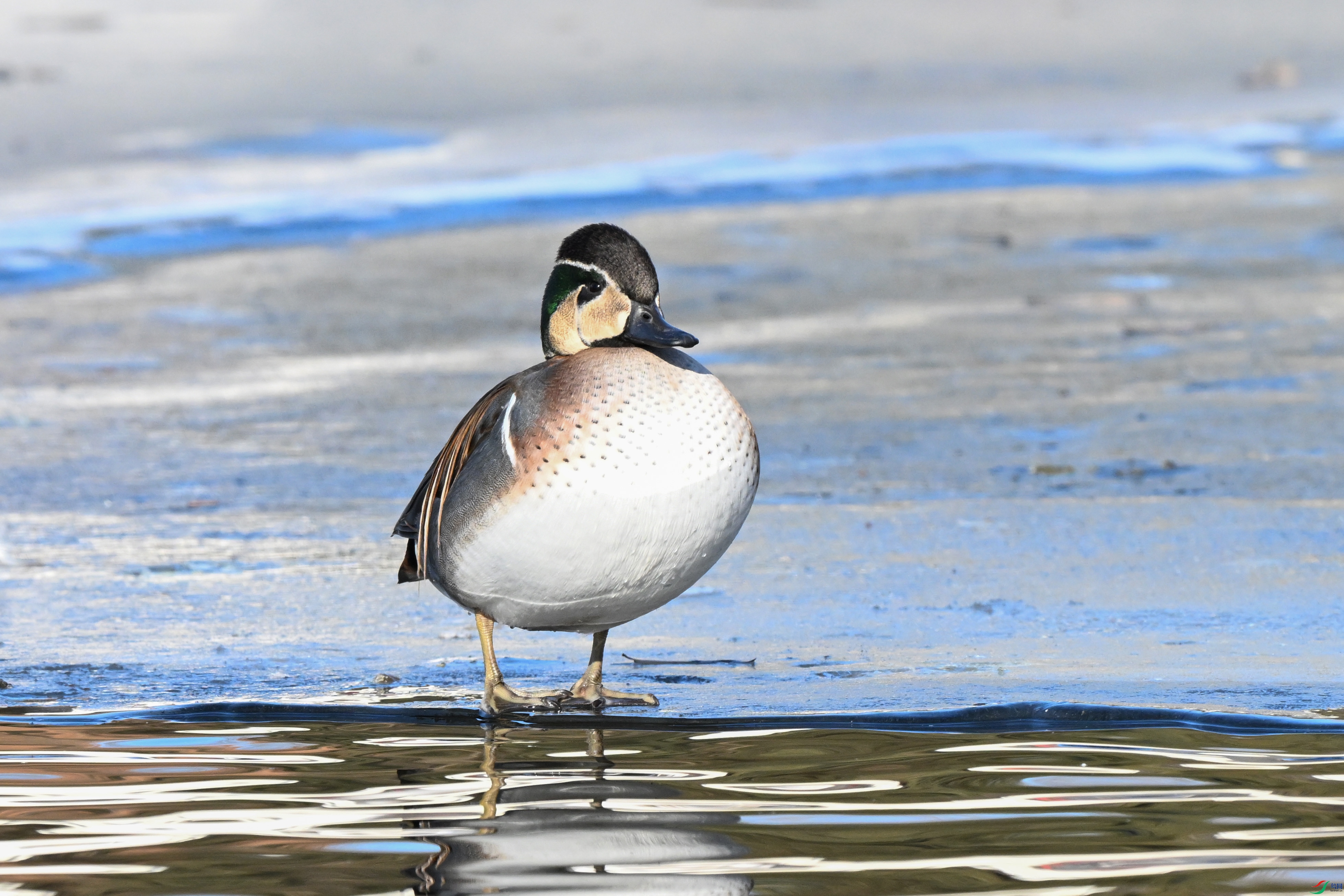 DSC_6481.JPG