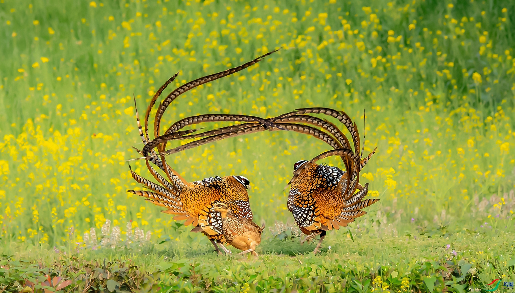 �׹ڳ�β��10.jpg