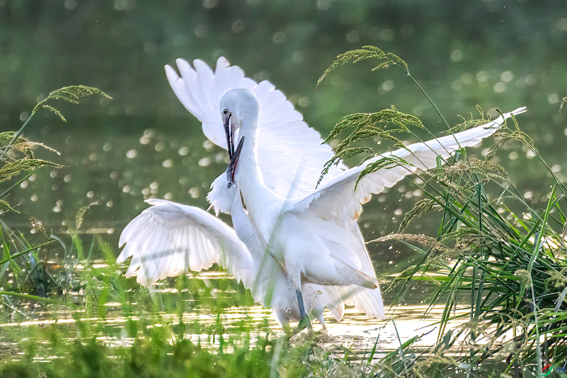 060A1417 ����-Sha----1 .jpg