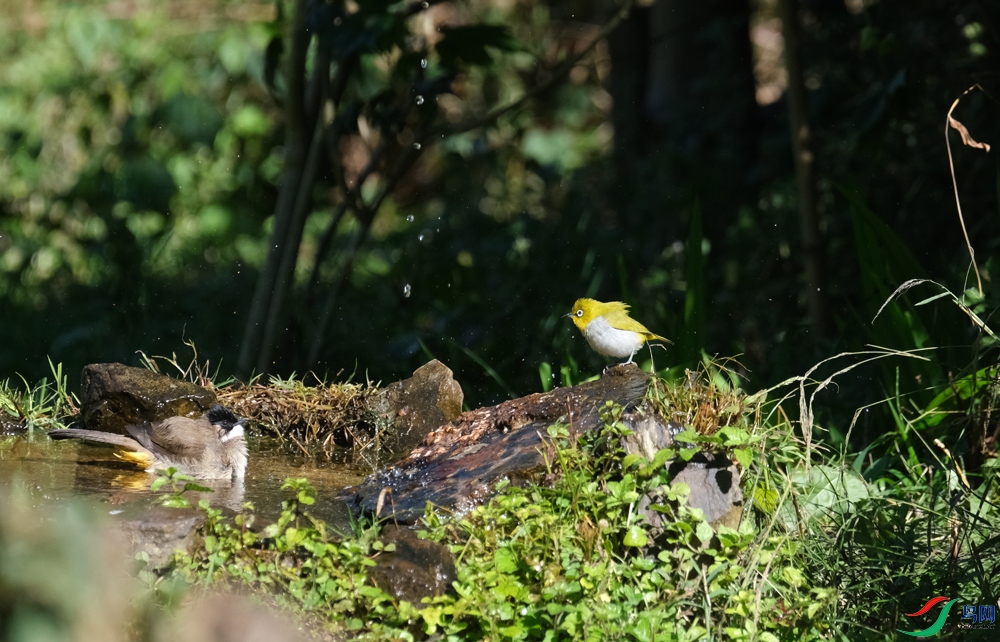 DSCF5334.1.jpg