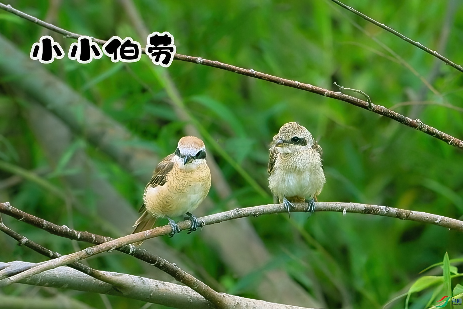 СС����-���� ����.jpg