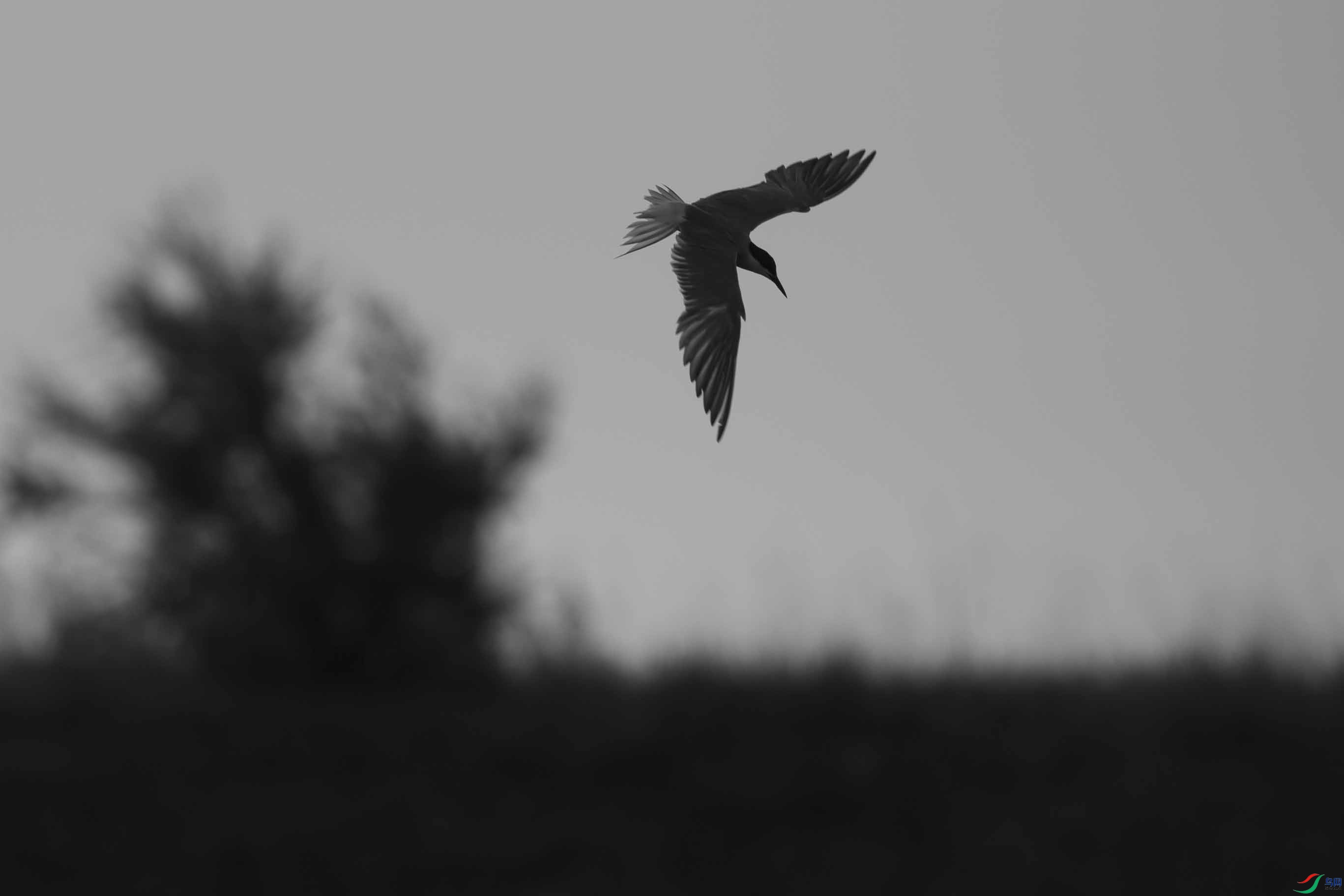 DSC_1615 ����.jpg