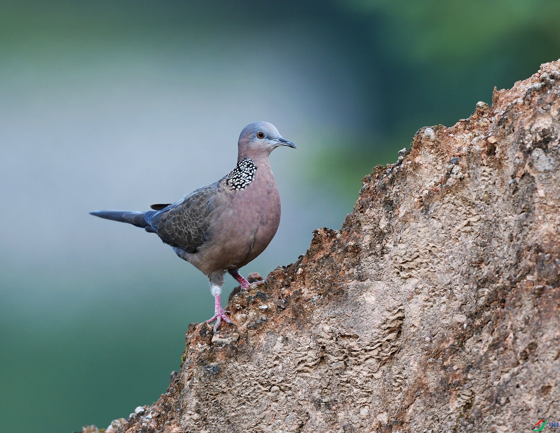 DSC_2012.jpg