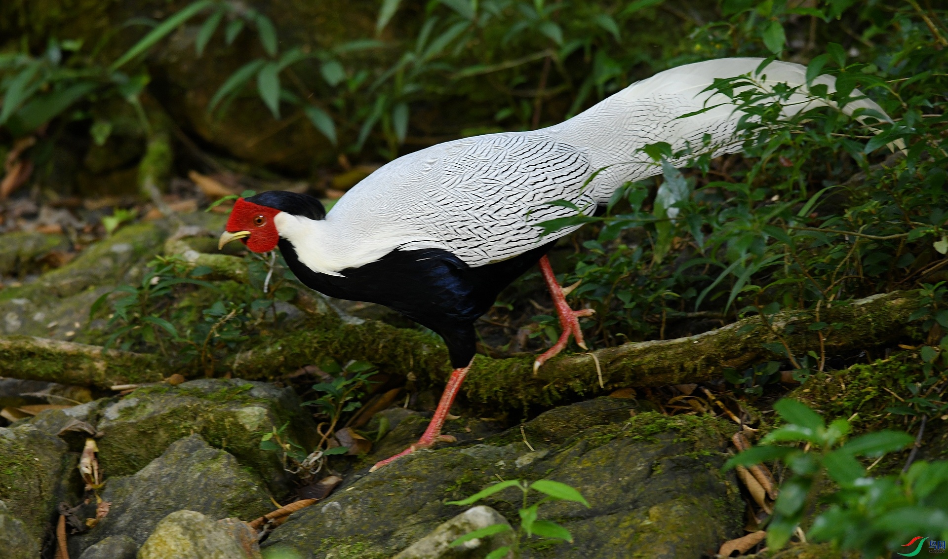 DSC_3236.jpg