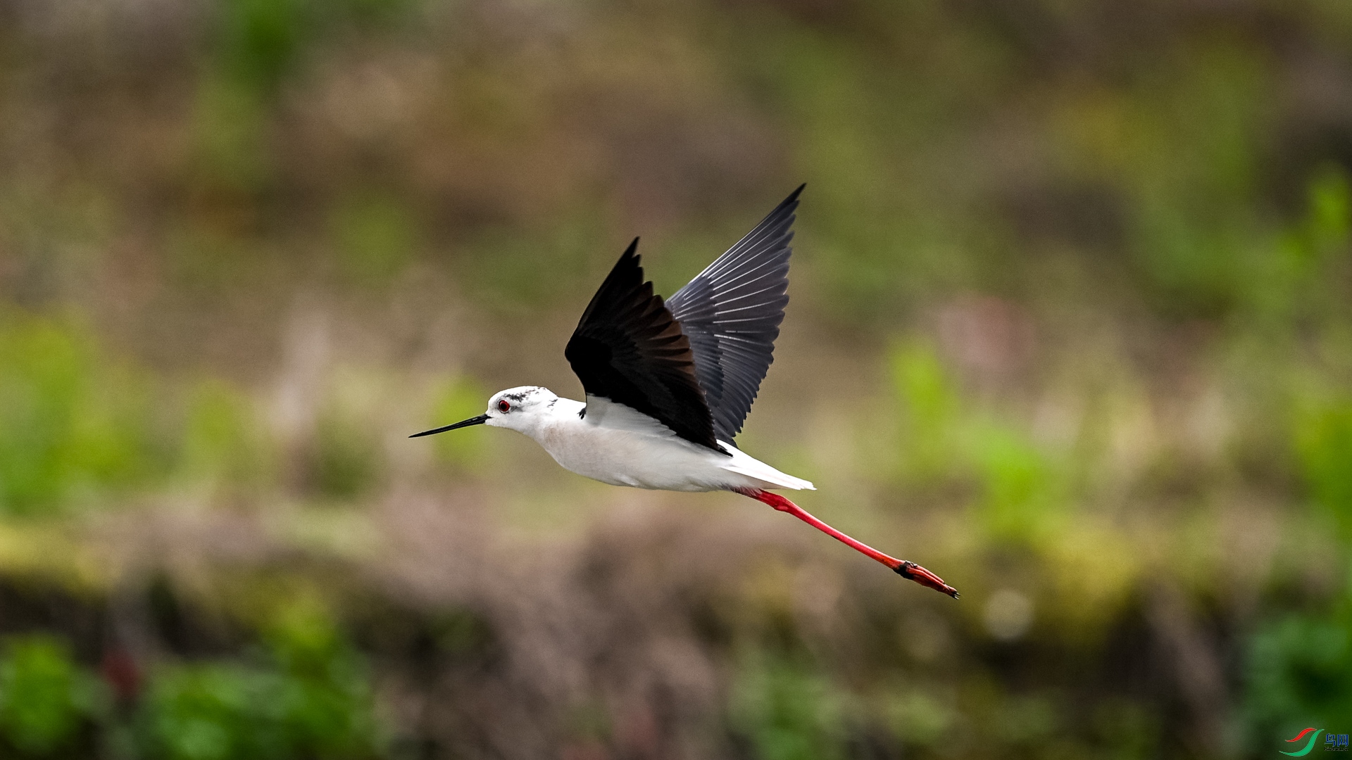 DSC_3953.jpg