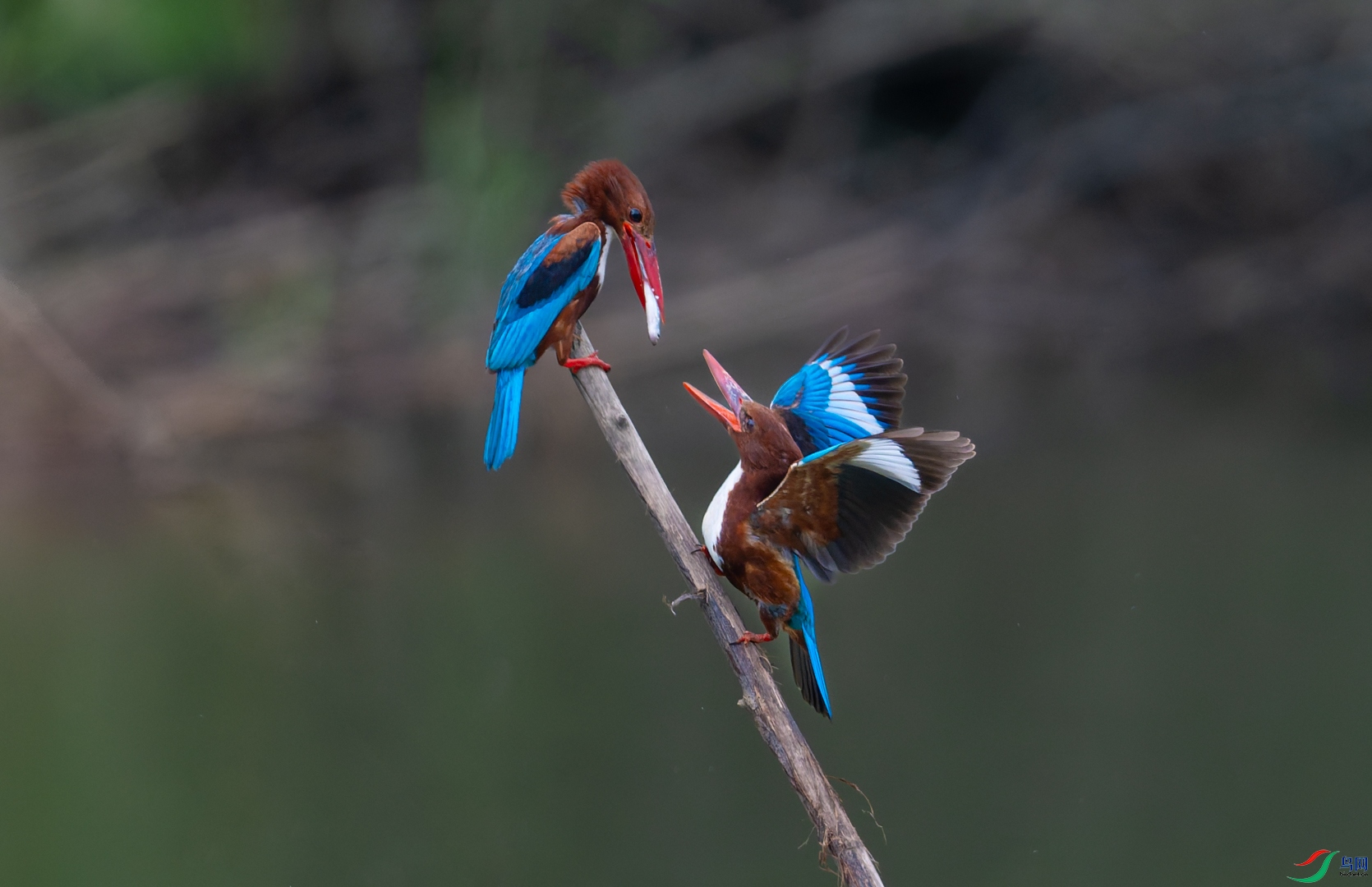 DSC_1218-DxO_DeepPRIME 3-2.jpg