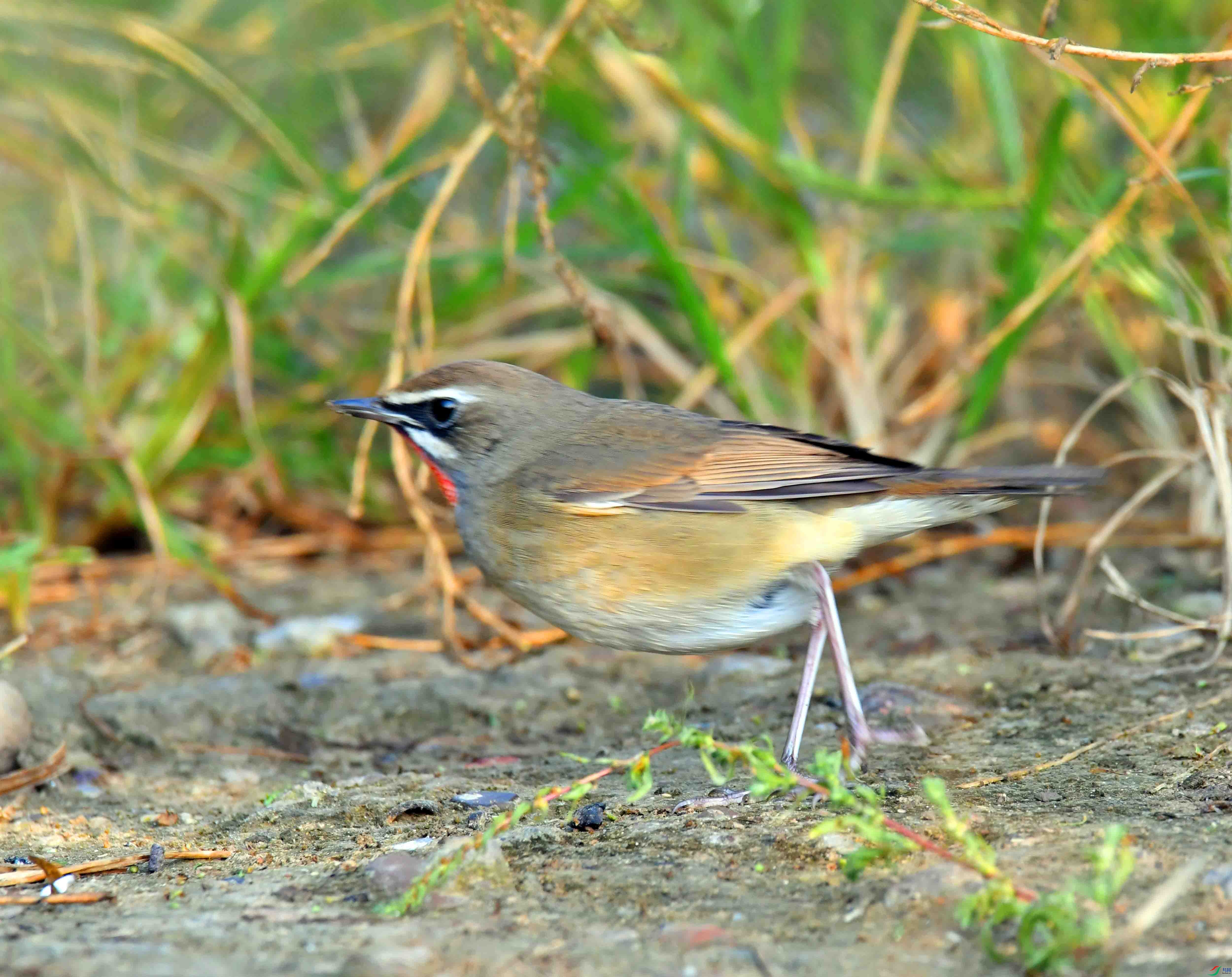 DSC_1447.JPG