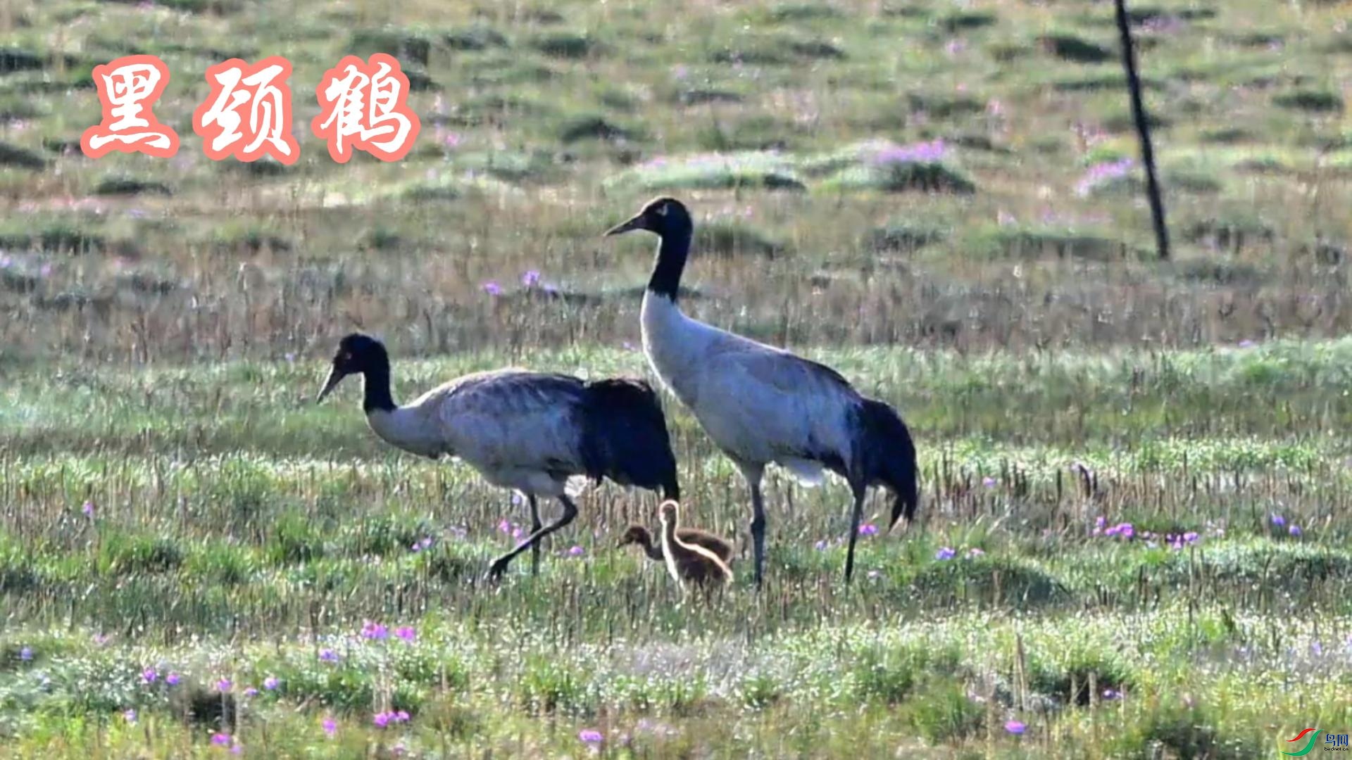 �ھ���  ����-����.jpg