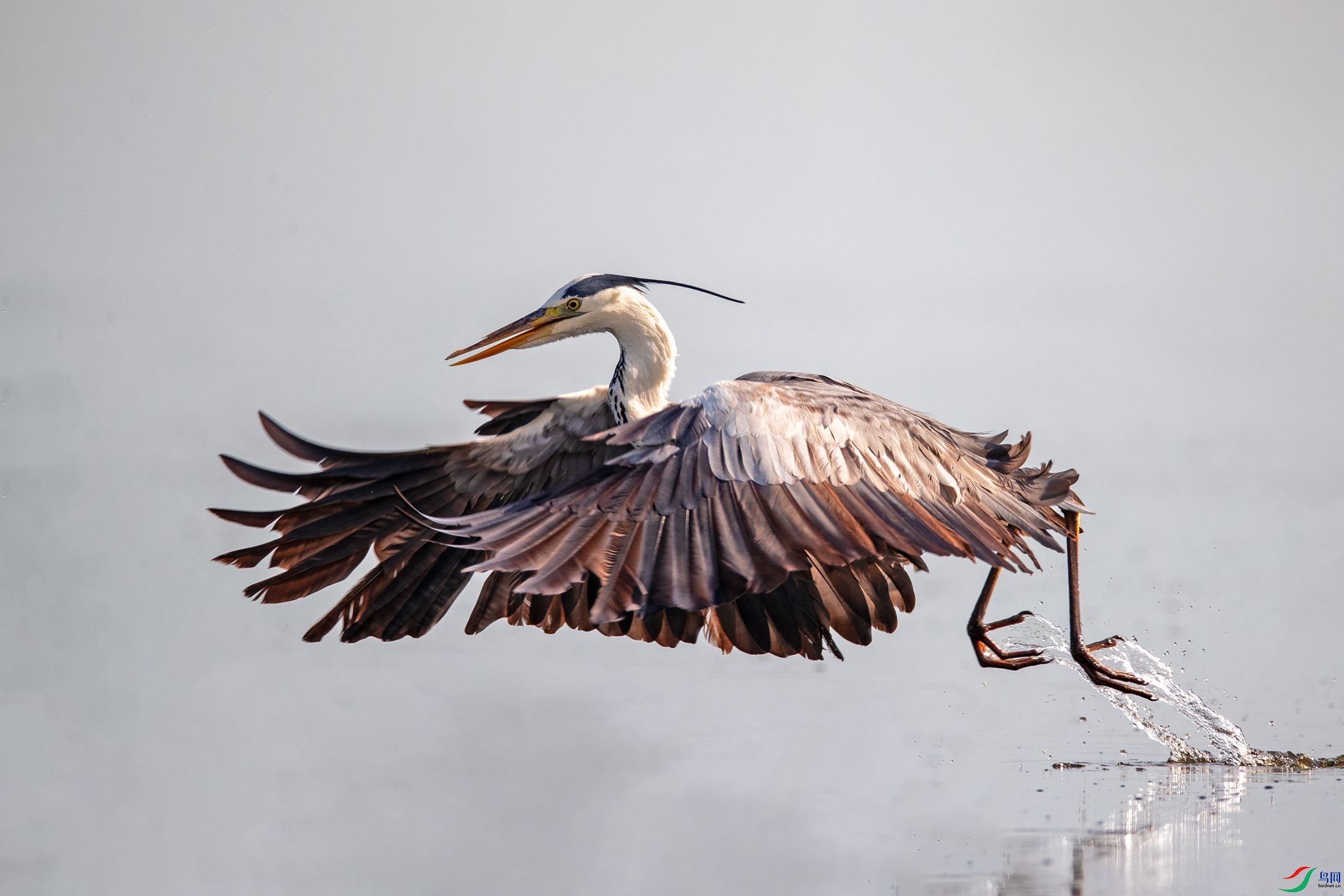 BN5I3279 ����_����.jpg