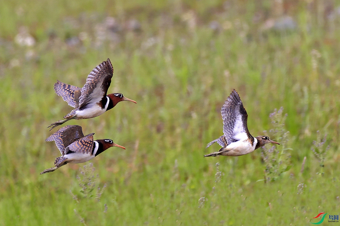 A2960 - ����.jpg