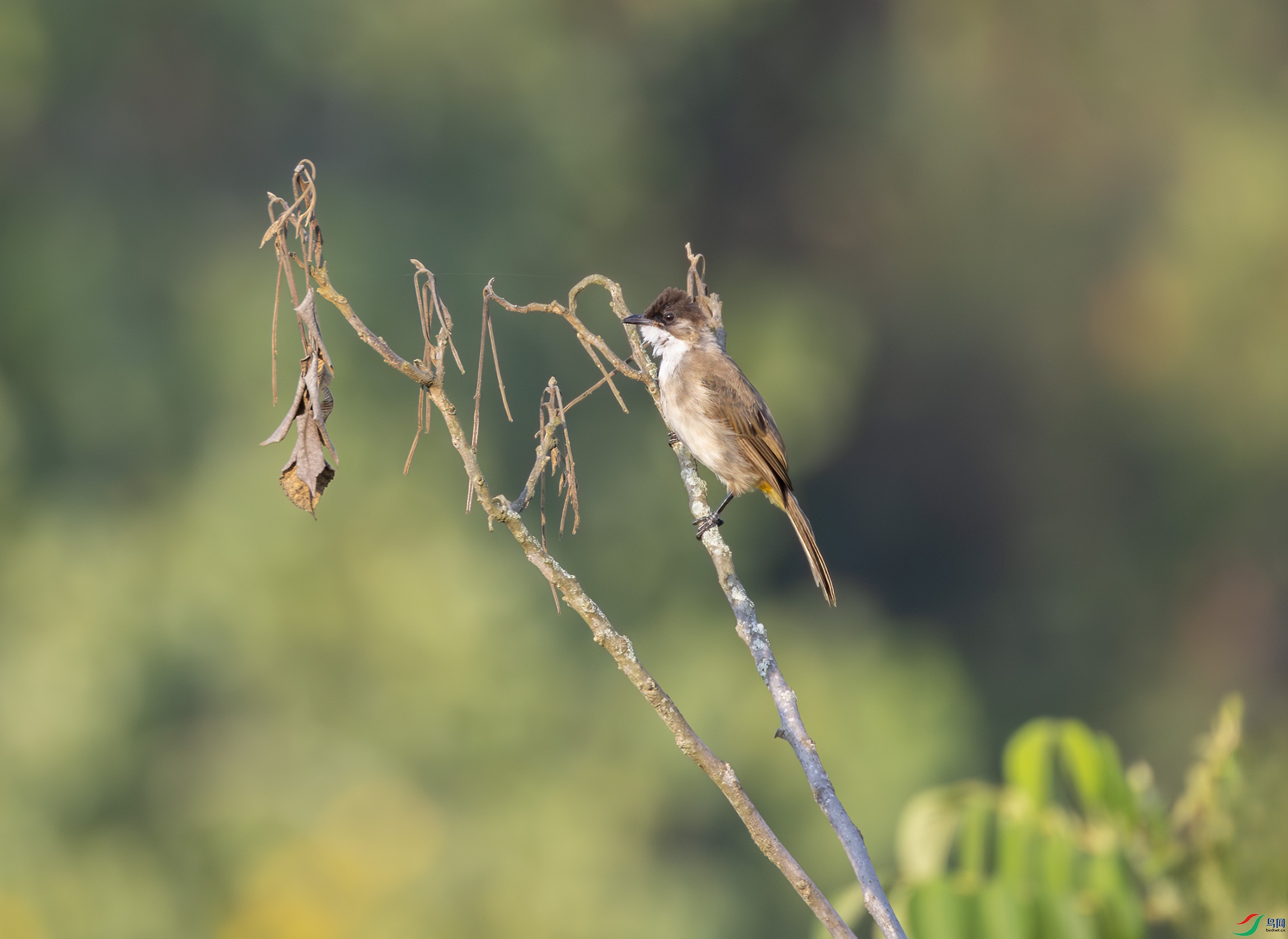 G47A2790-����ǿ-NR ����.jpg