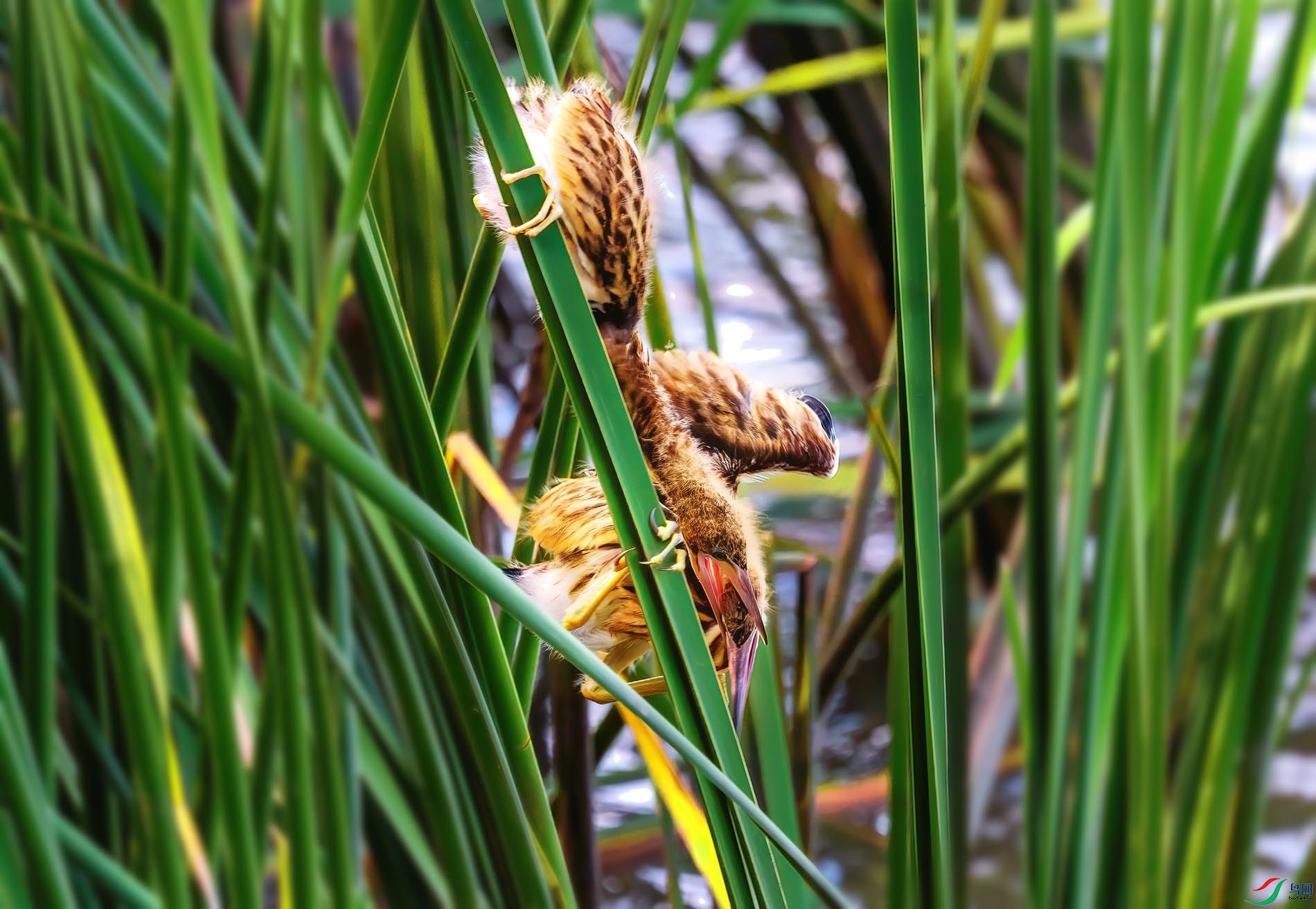 «έ�еĽ���